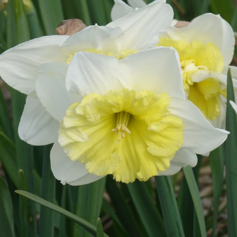 5 Narcisses à grande couronne Ice follies - Image 2