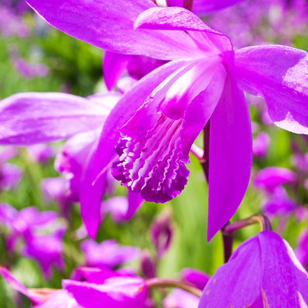2 Orchidées Jacinthe - Image 2