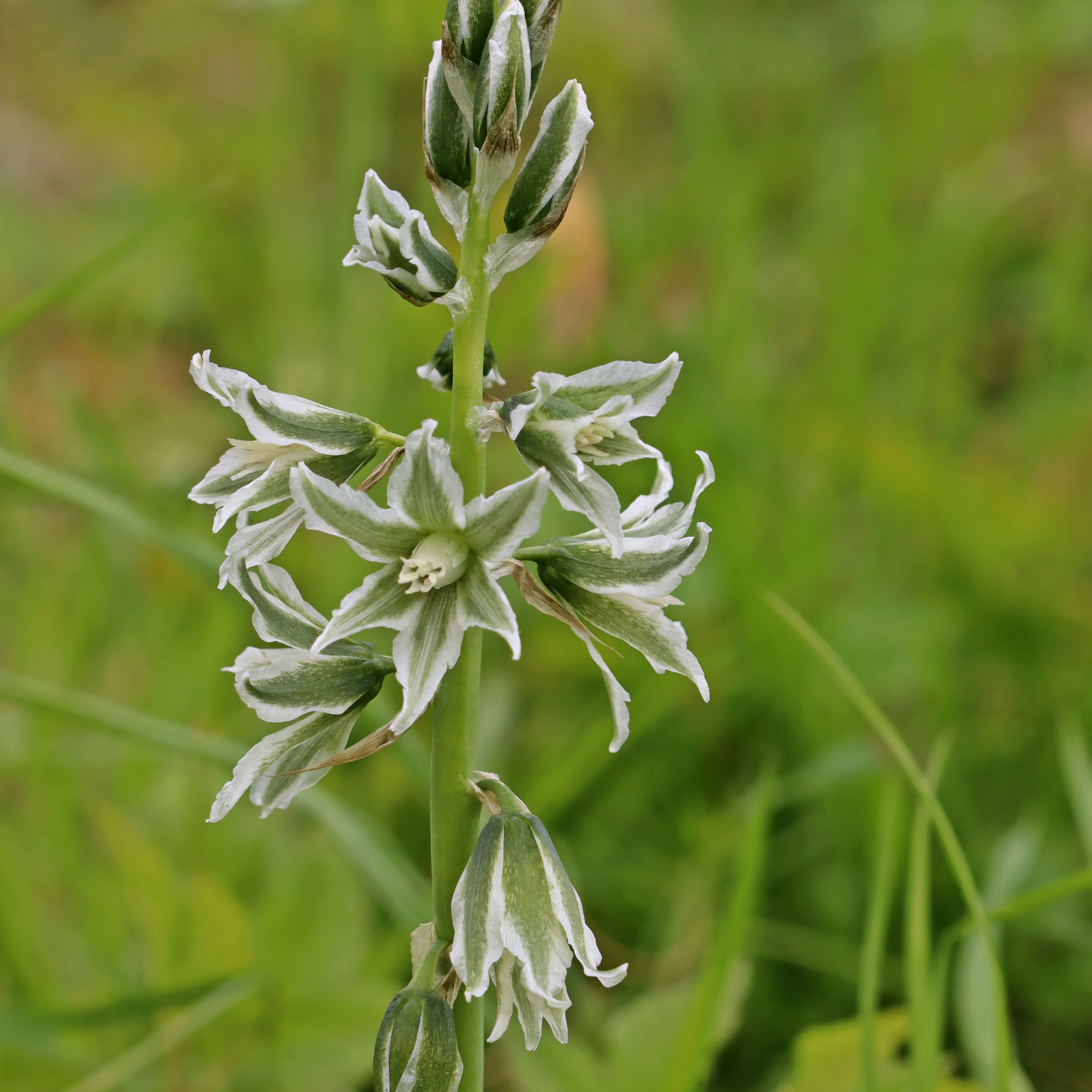 Ornithogale Saundersiae - Image 2