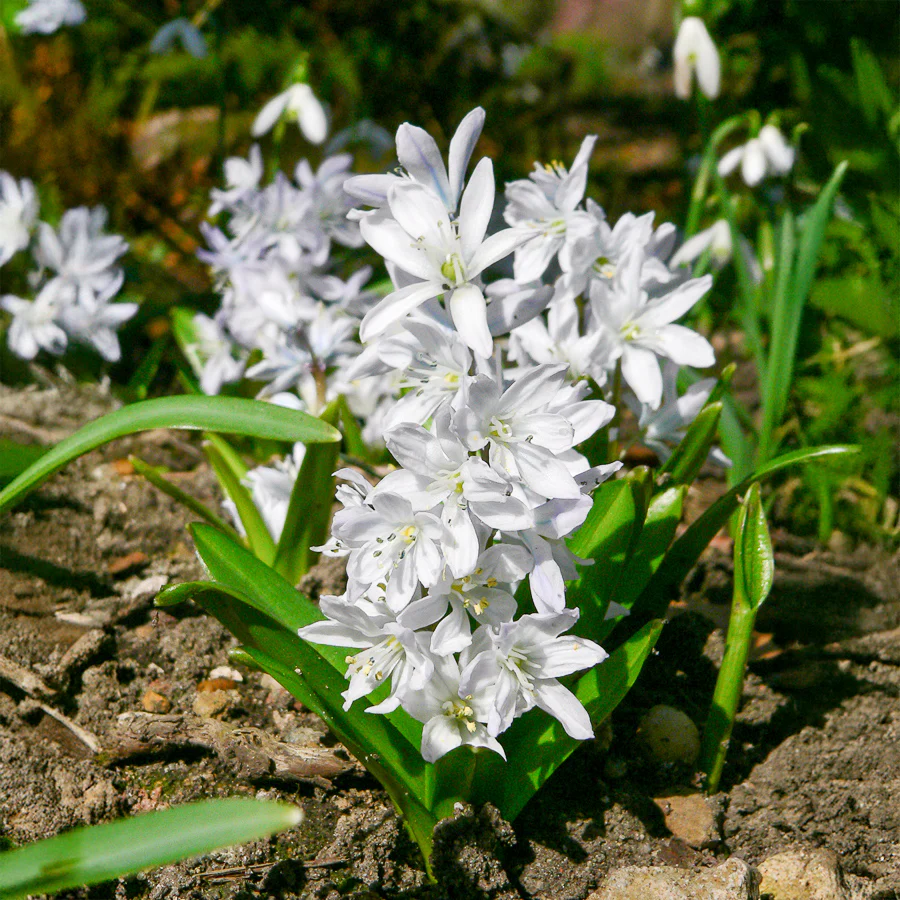 20 Puschkinia blancs