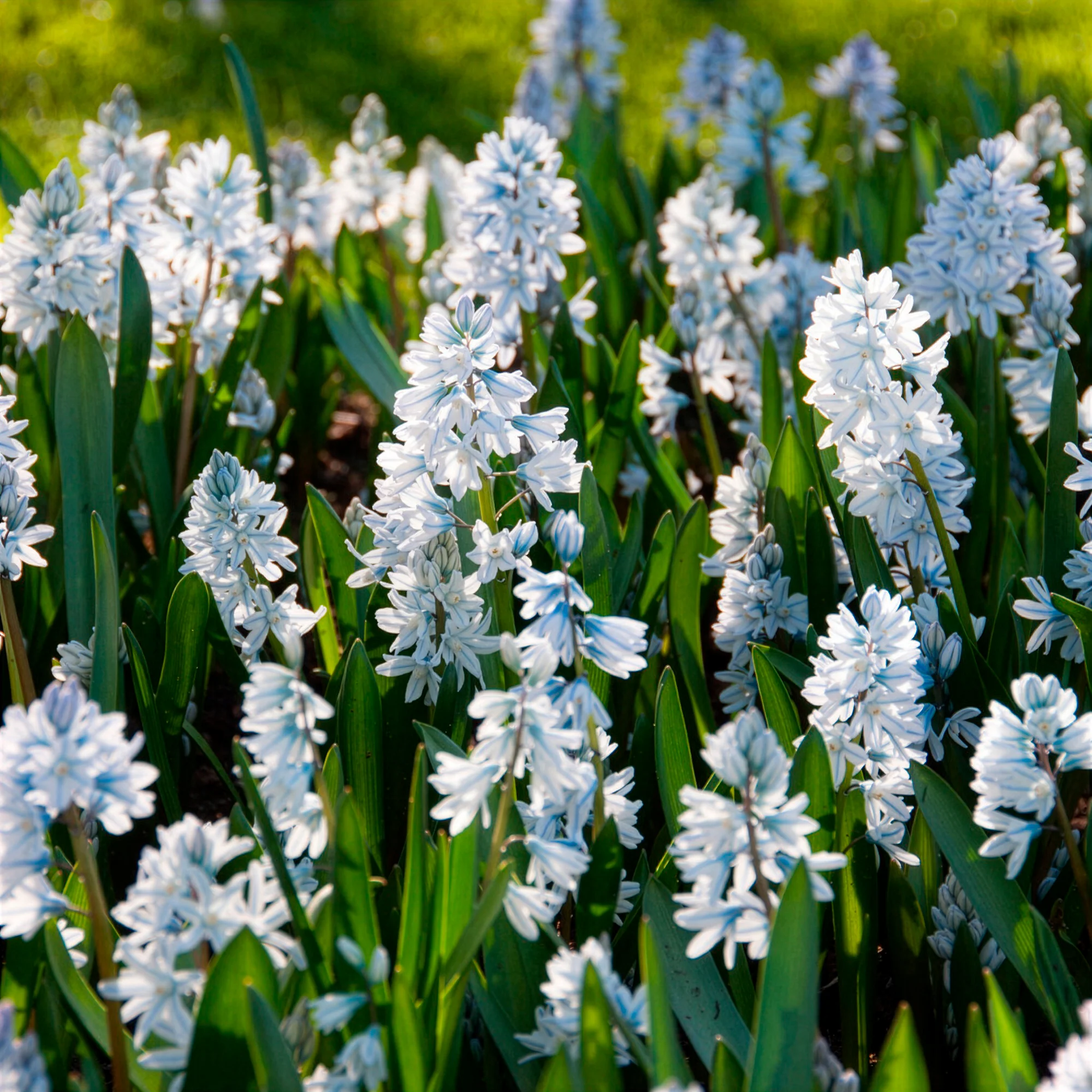 20 Puschkinia blancs - Image 4