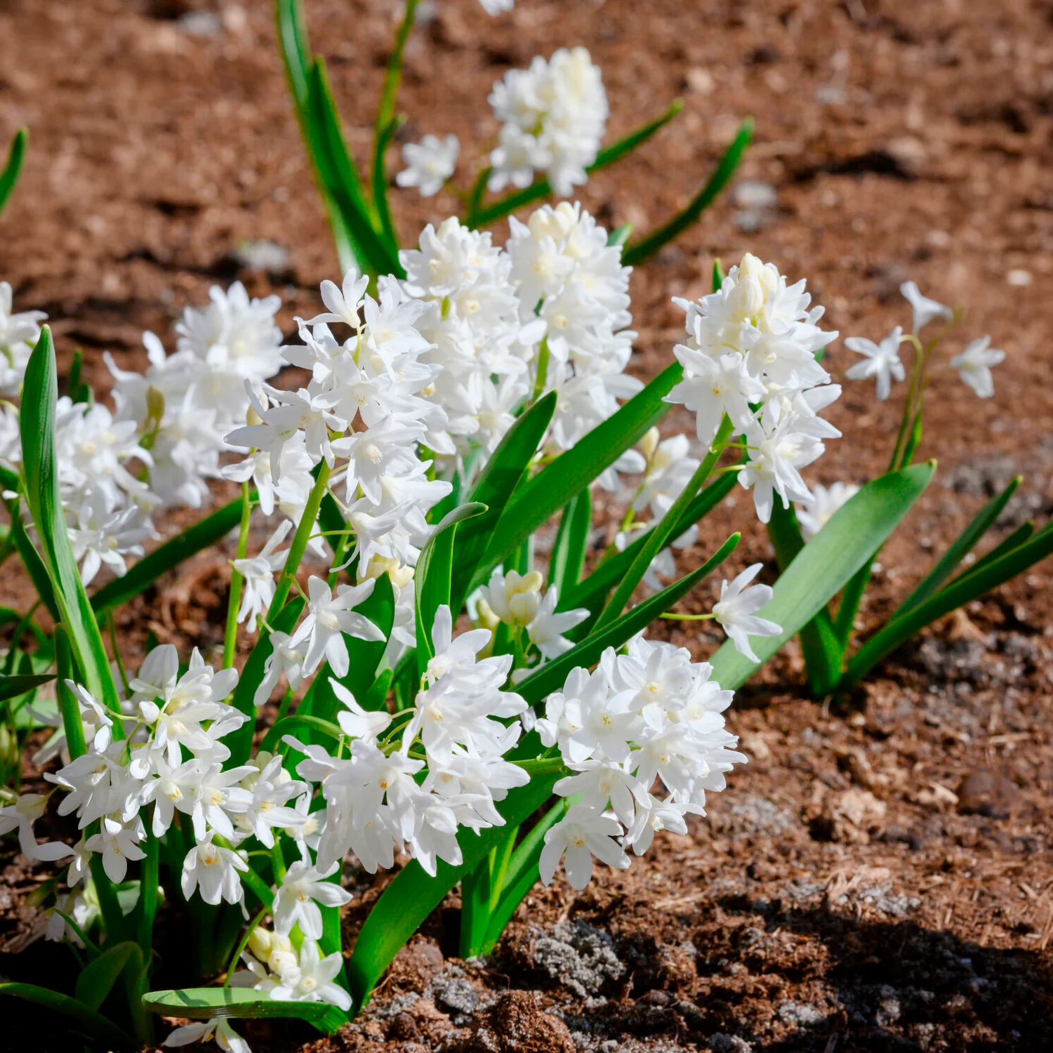 20 Puschkinia blancs - Image 5