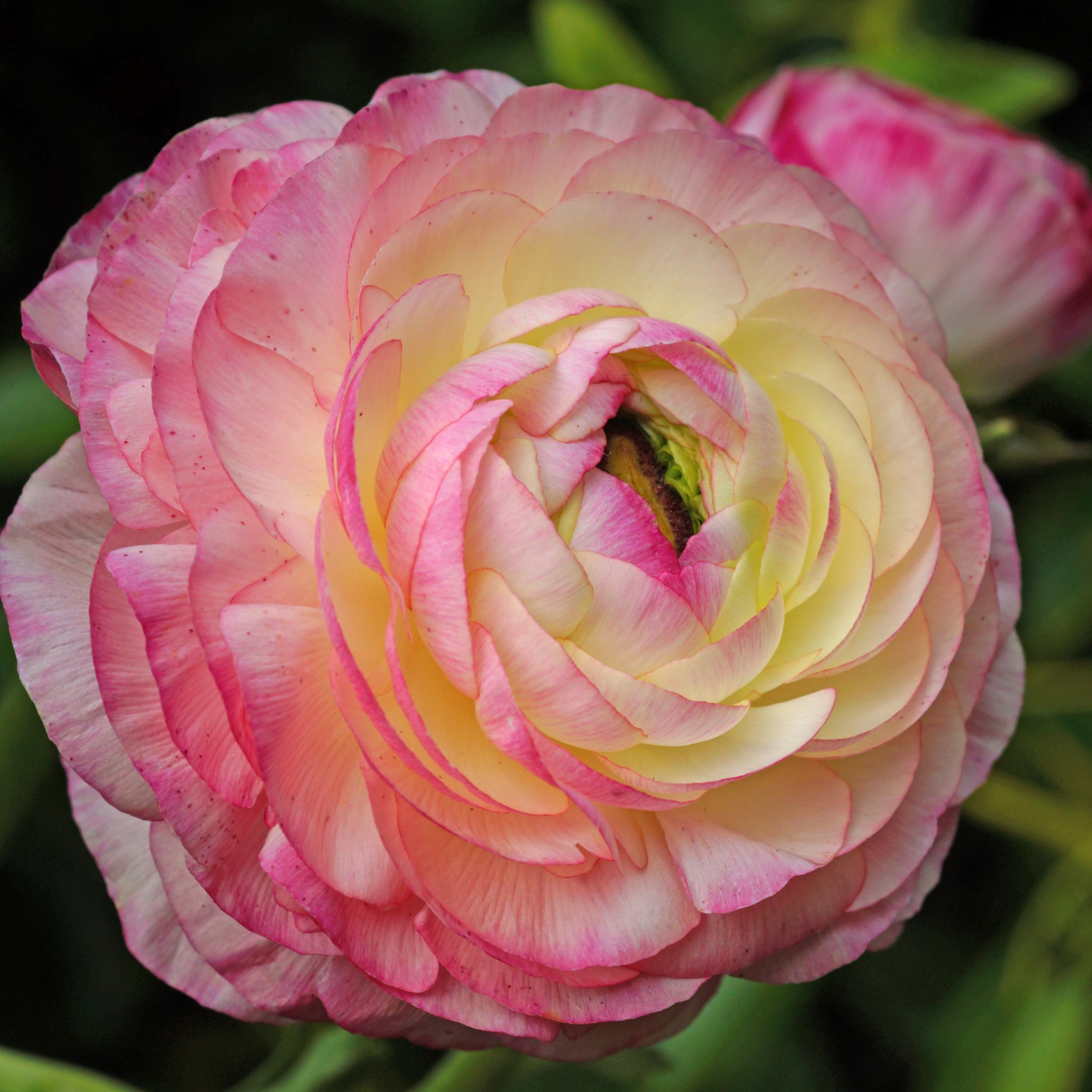 12 Renoncules Picotee Pink - Image 2