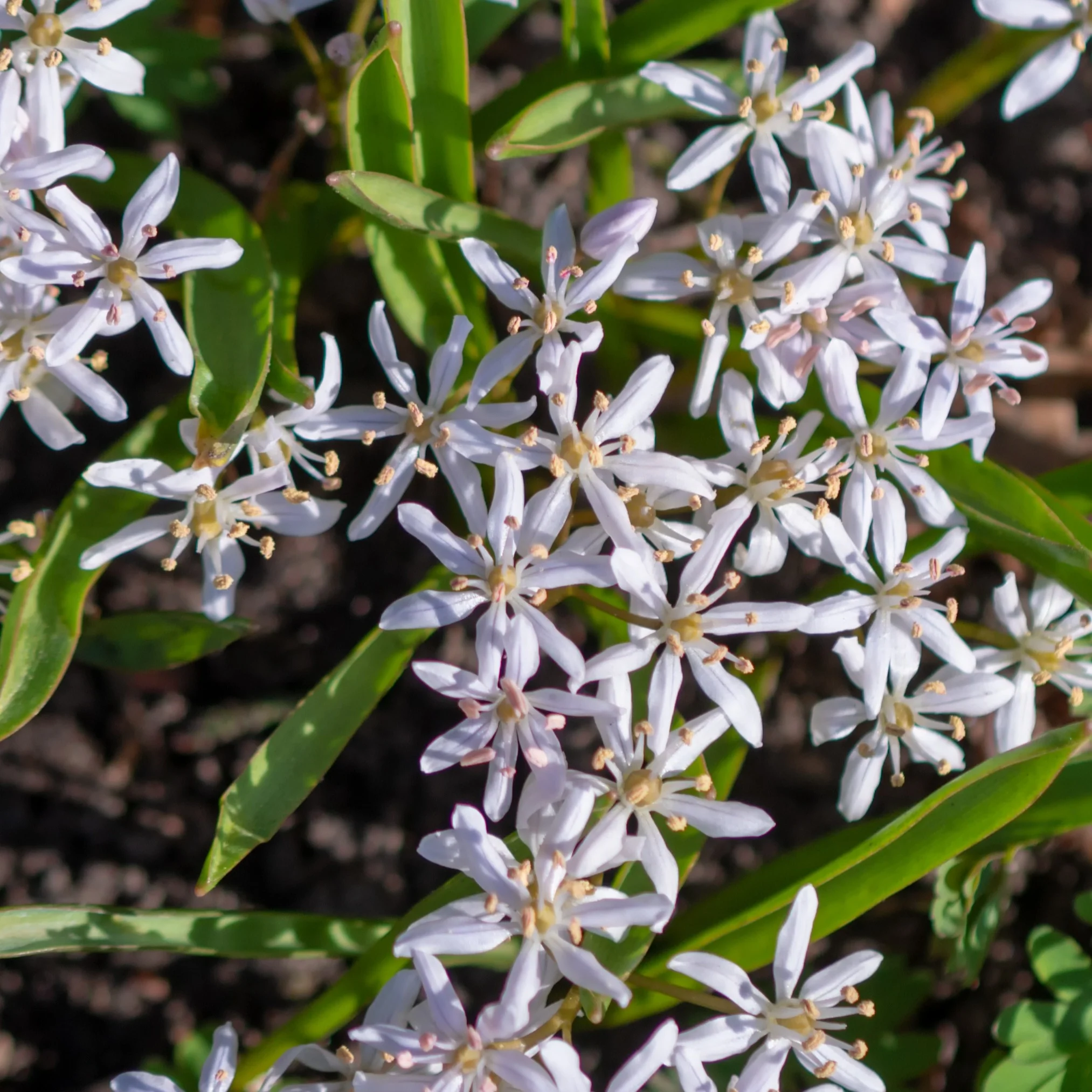 10 Scilles à deux feuilles - Scilla