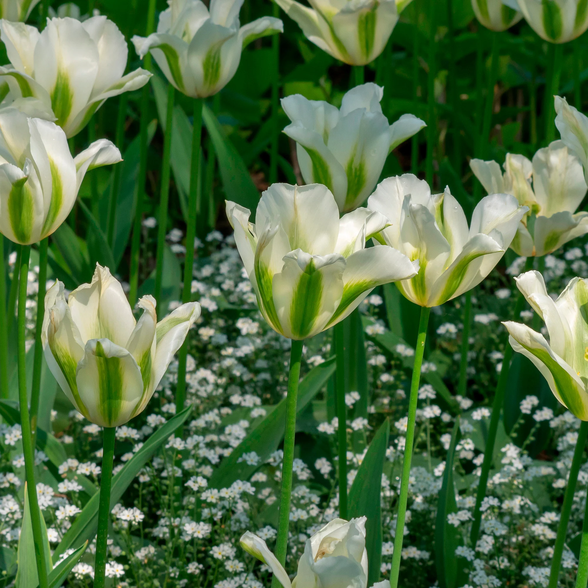 10 Tulipes à fleurs de lis Greenstar - Image 3