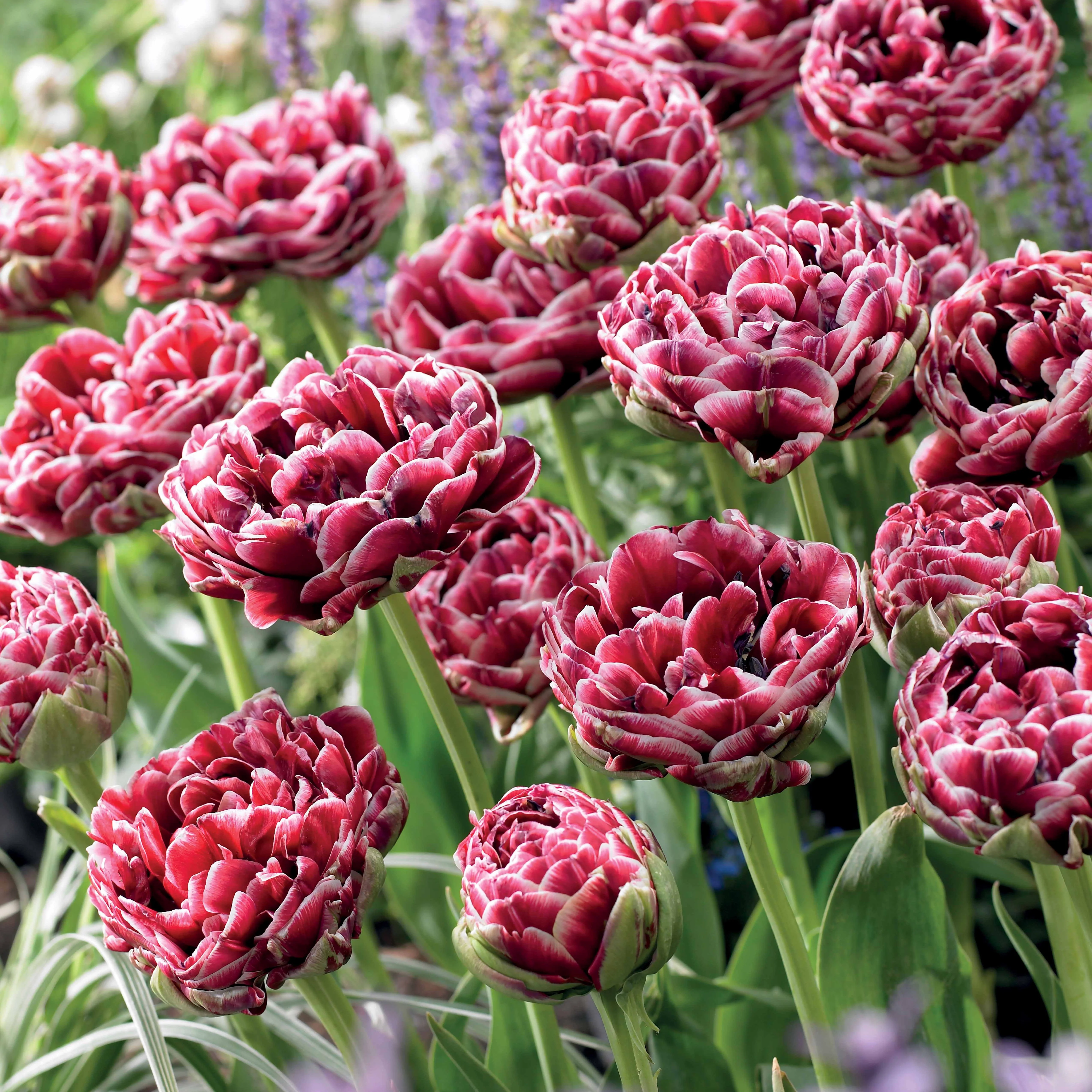 7 Tulipes à fleurs de pivoine Dream Touch