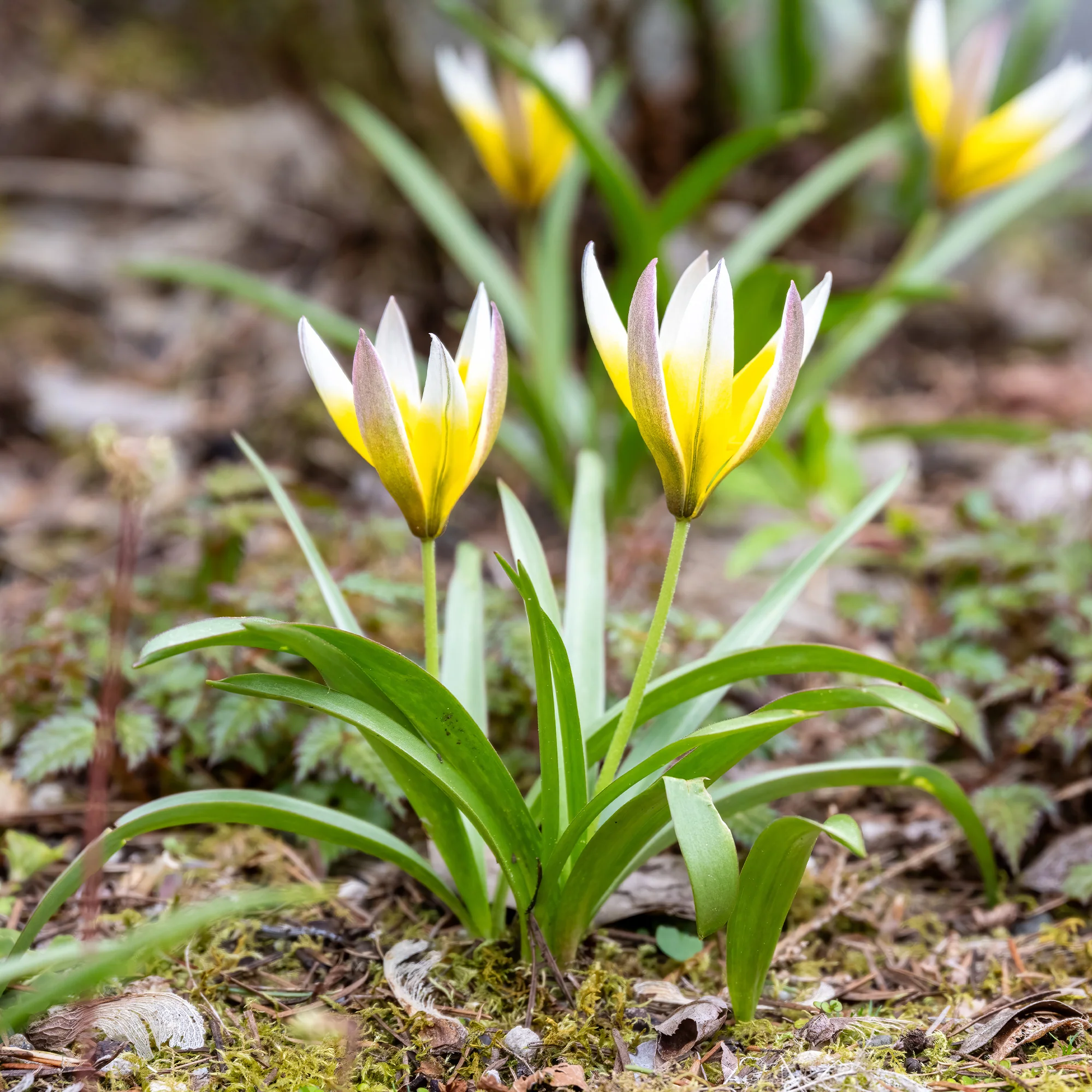 10 Tulipes botaniques Tarda - Image 3