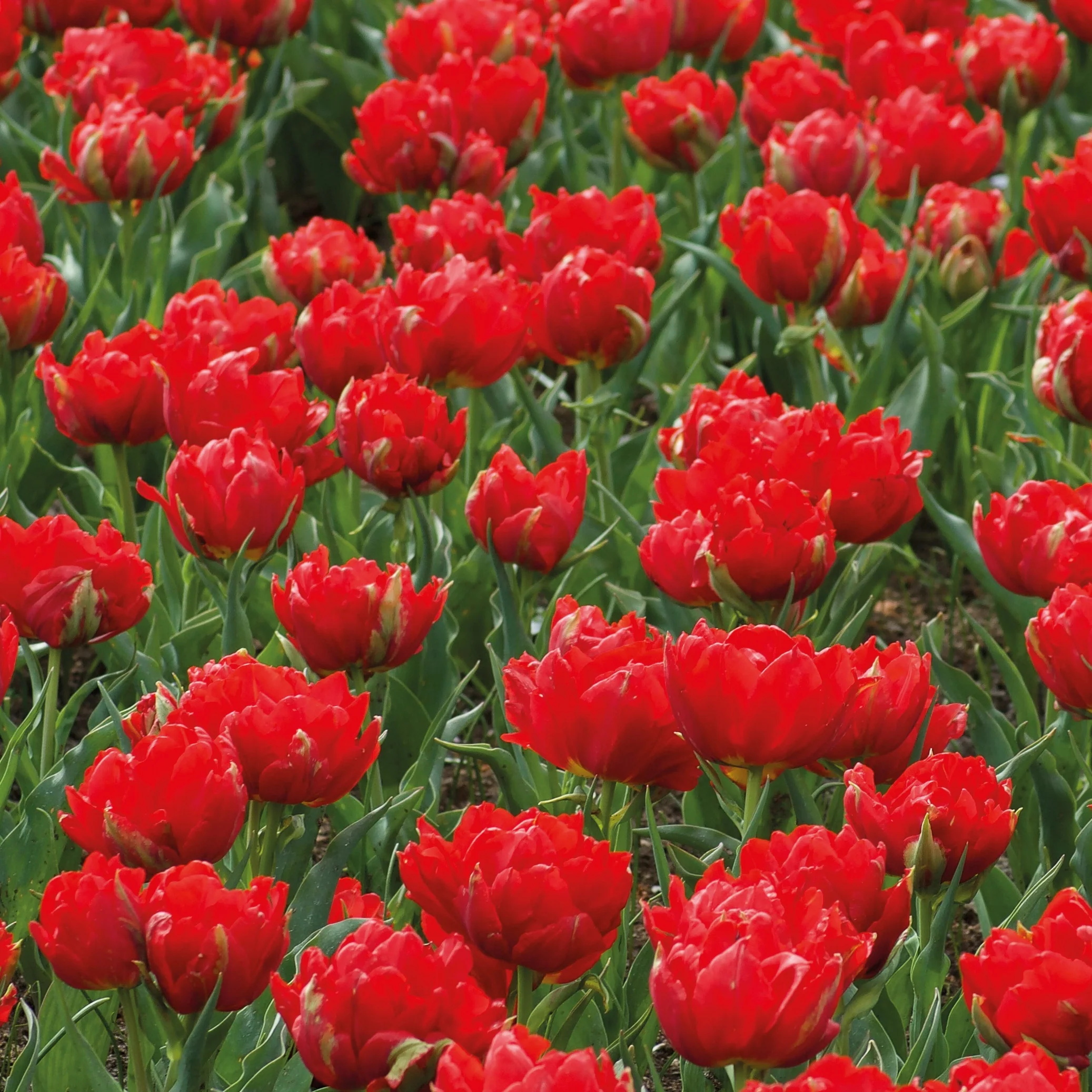 7 Tulipes doubles rouges Abba