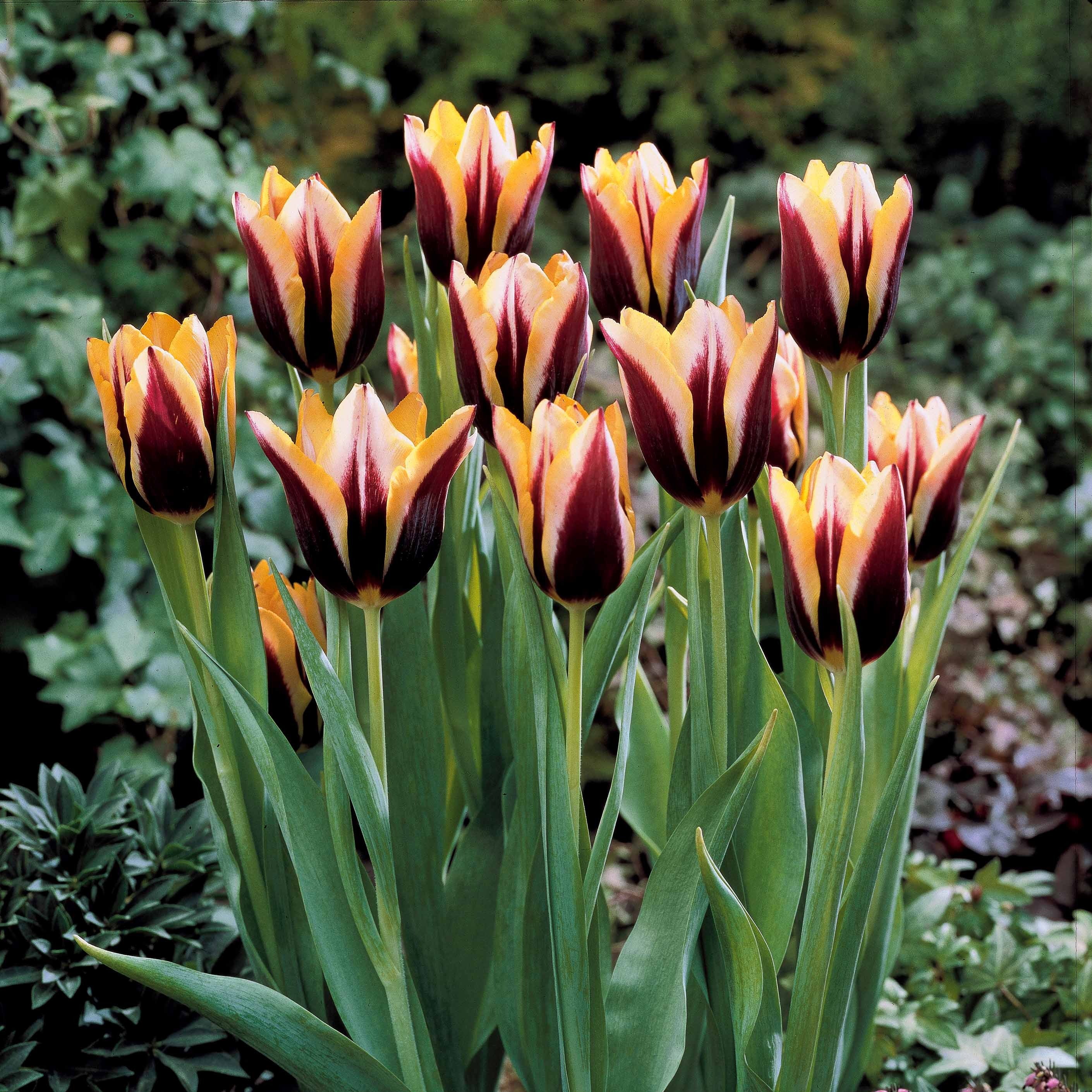 10 Tulipes Gavota - Image 2