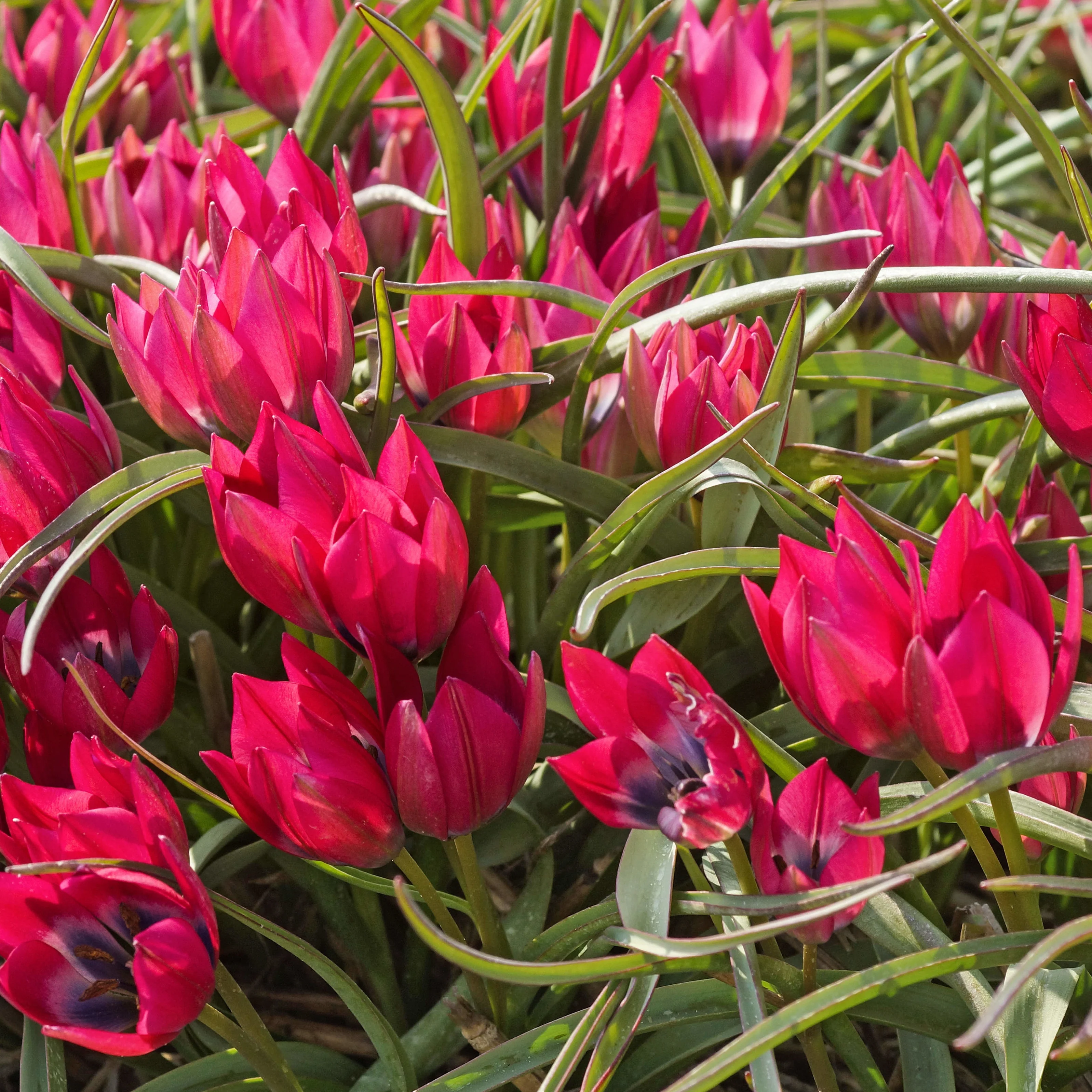 15 Tulipes Little Beauty
