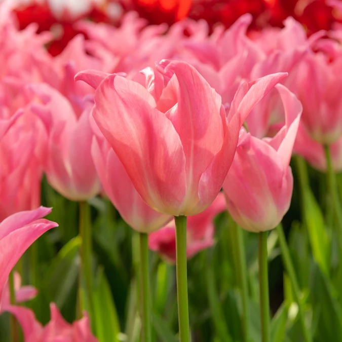 7 Tulipes pretty love