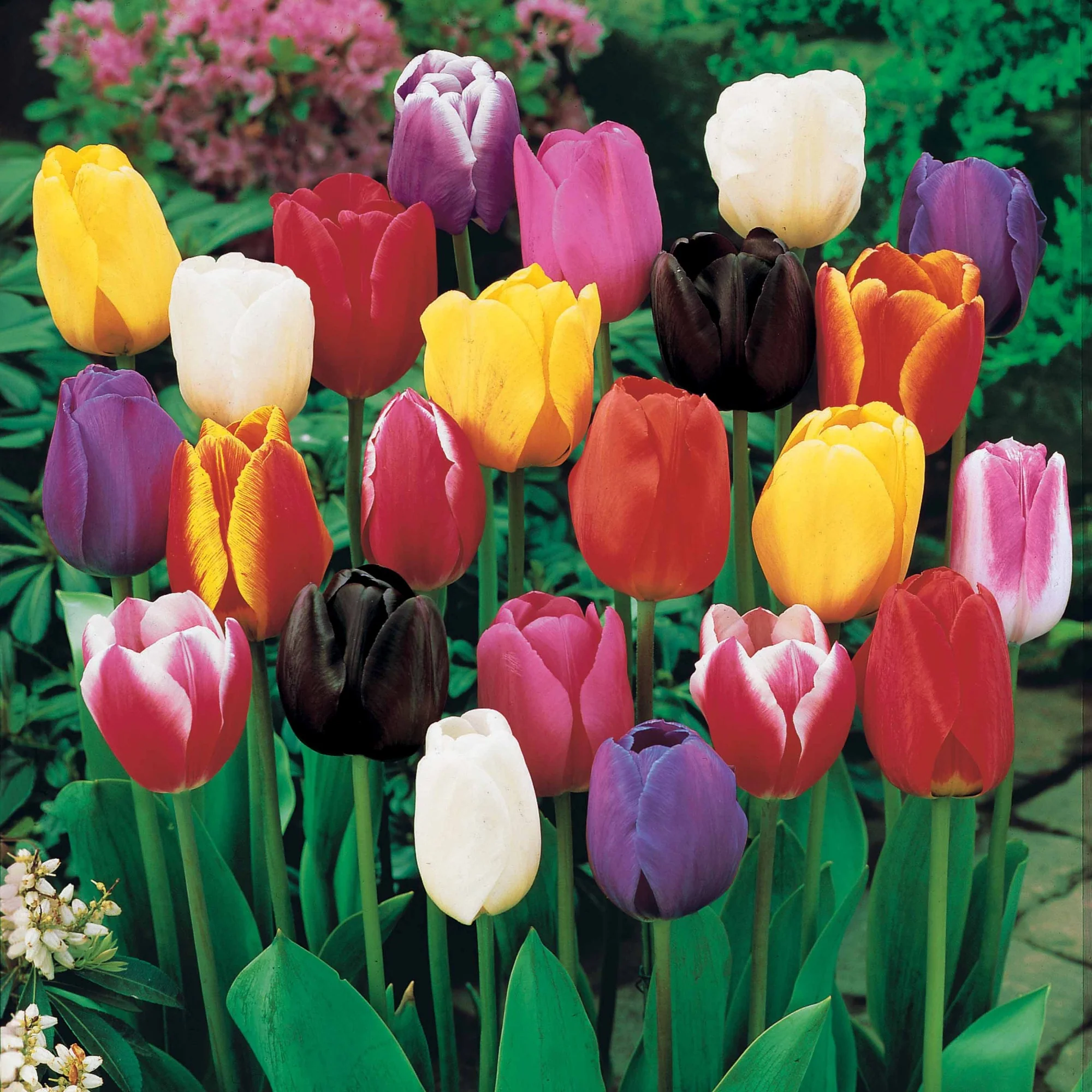 Tulipes à longues tiges en mélange - Image 2