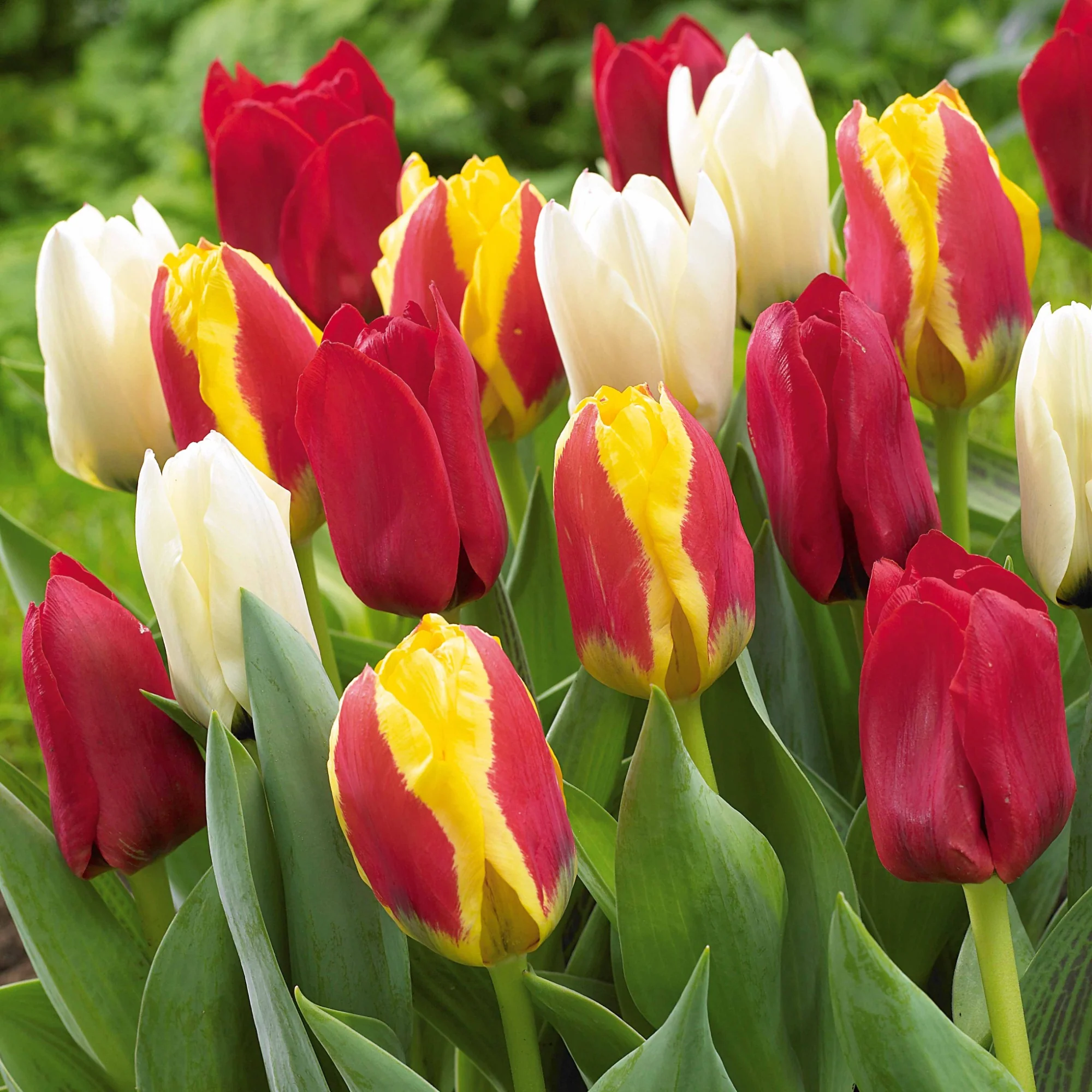 20 Tulipes botaniques en mélange - Image 2