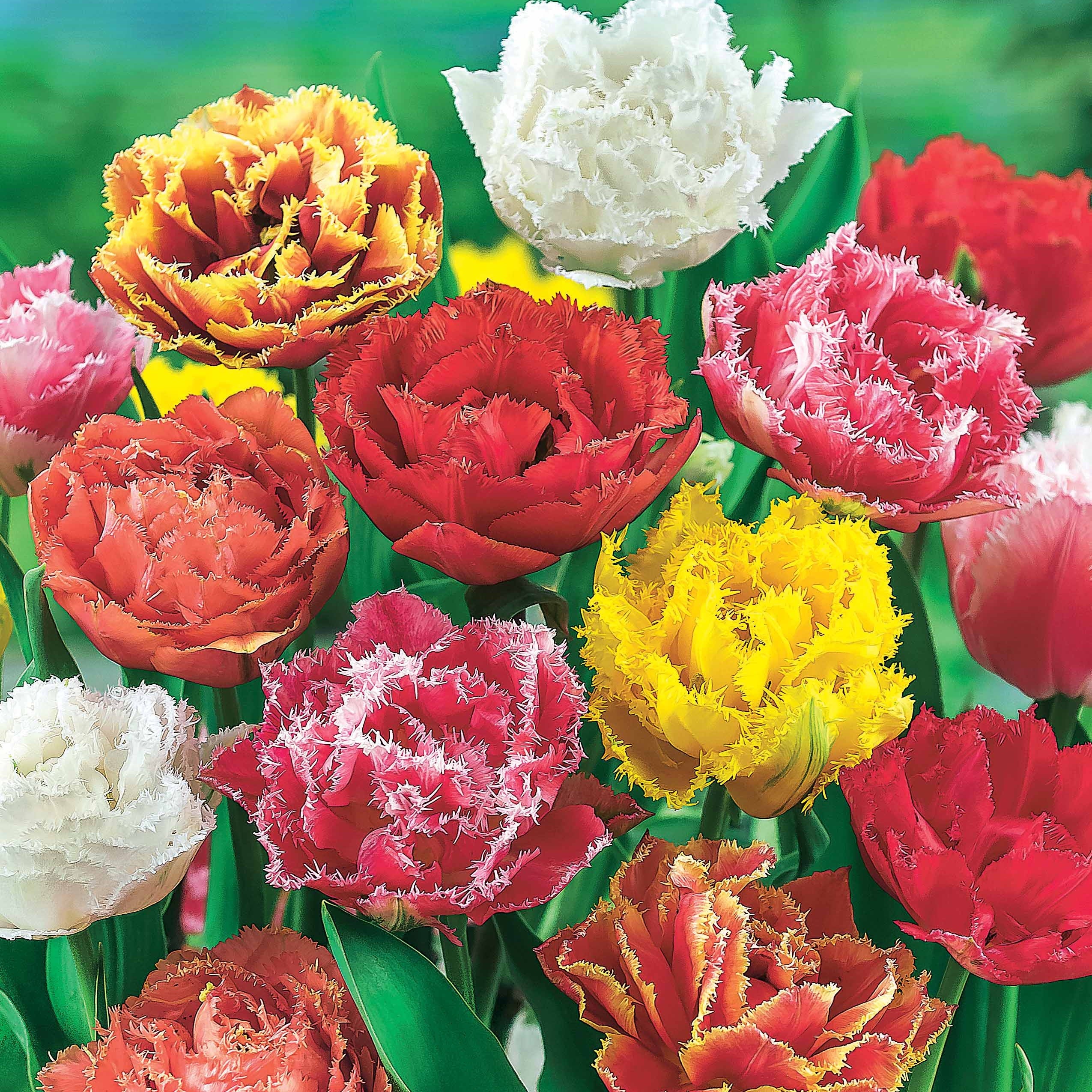 20 Tulipes frangées en mélange - Image 2