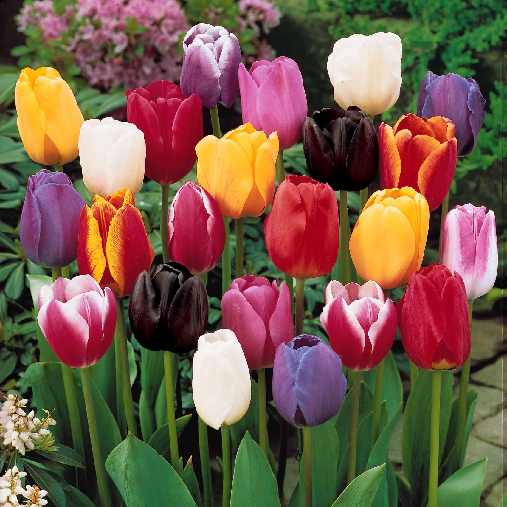 20 Tulipes tardives en mélange - Image 2