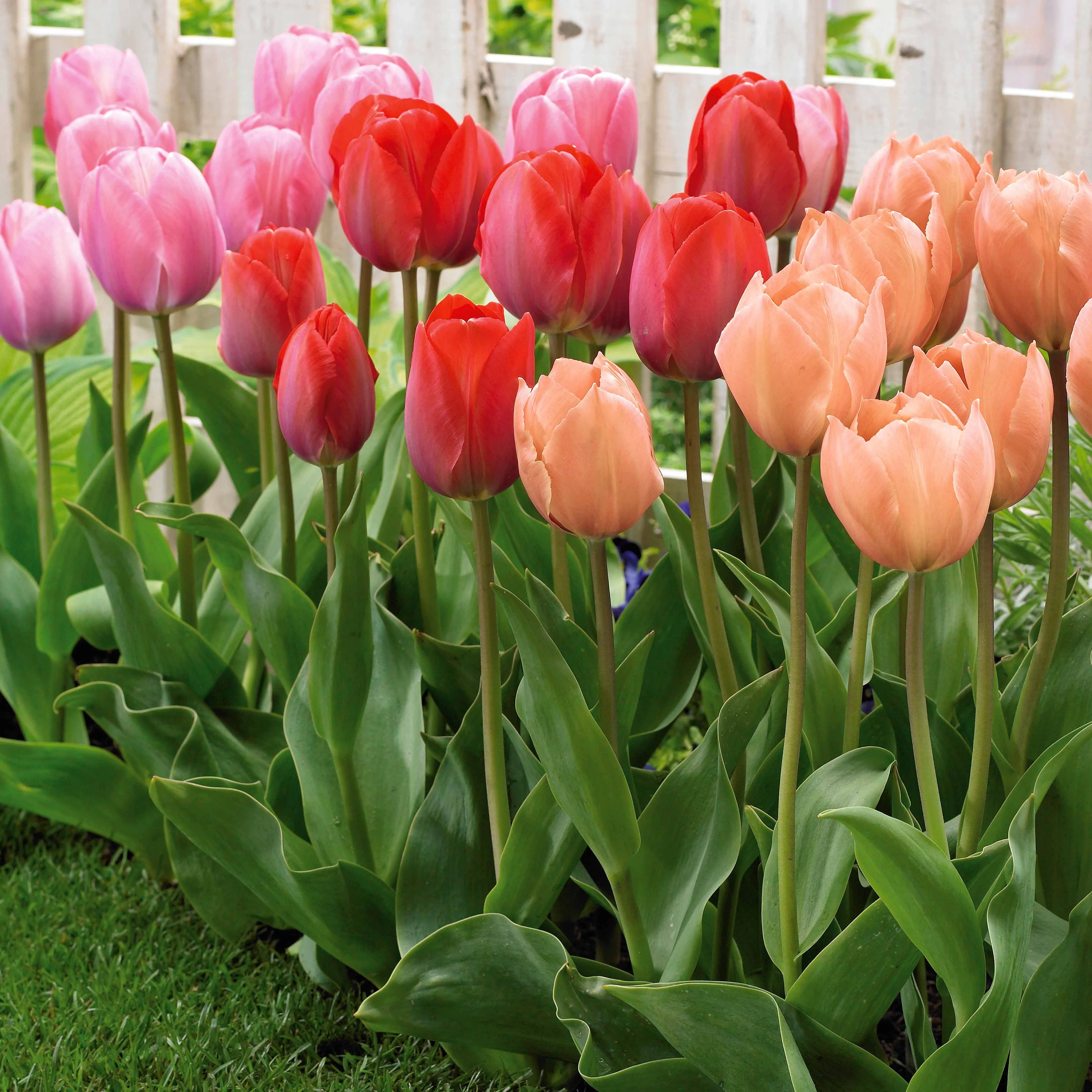 25 Tulipes Van Eijk en mélange