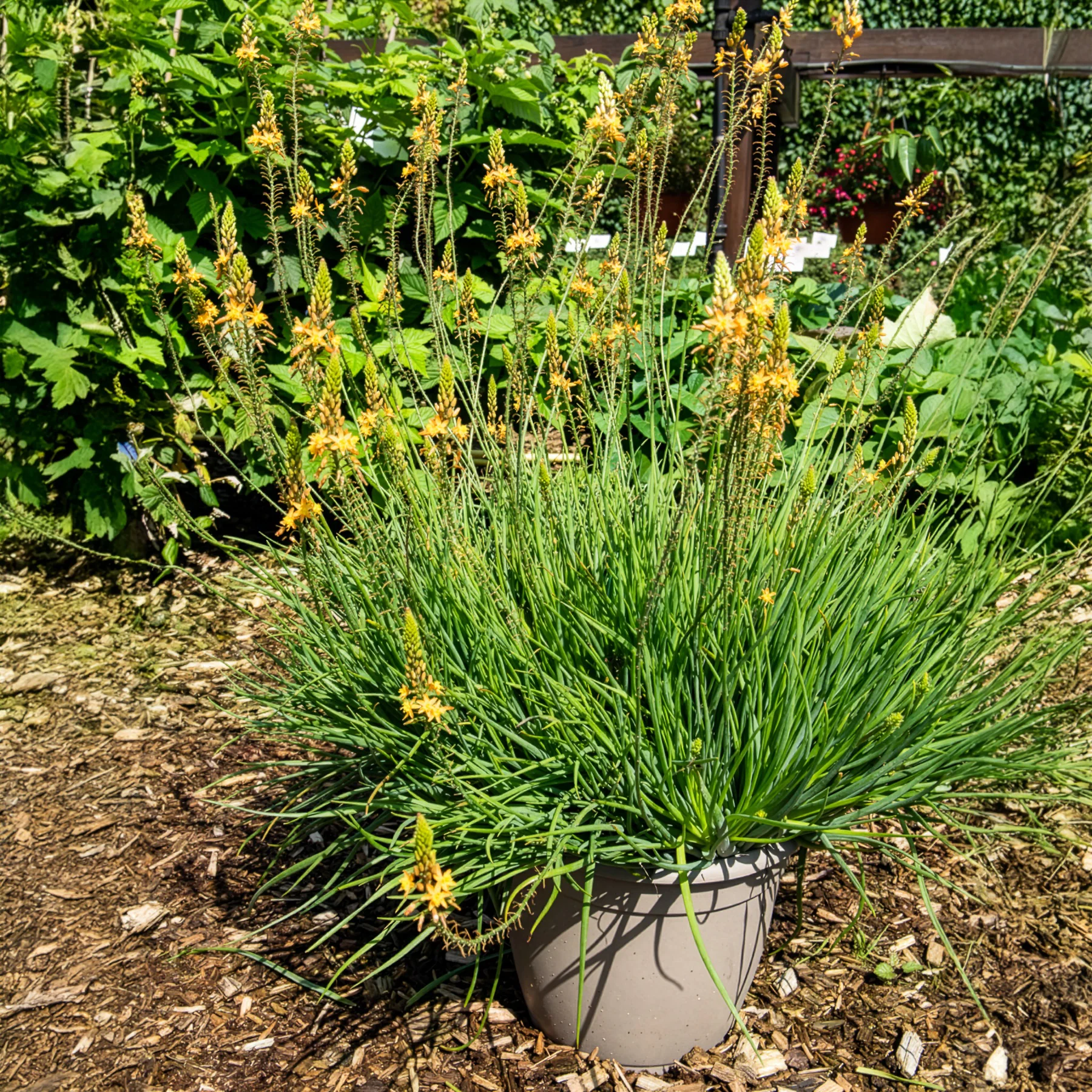 Bulbine Médicus ®