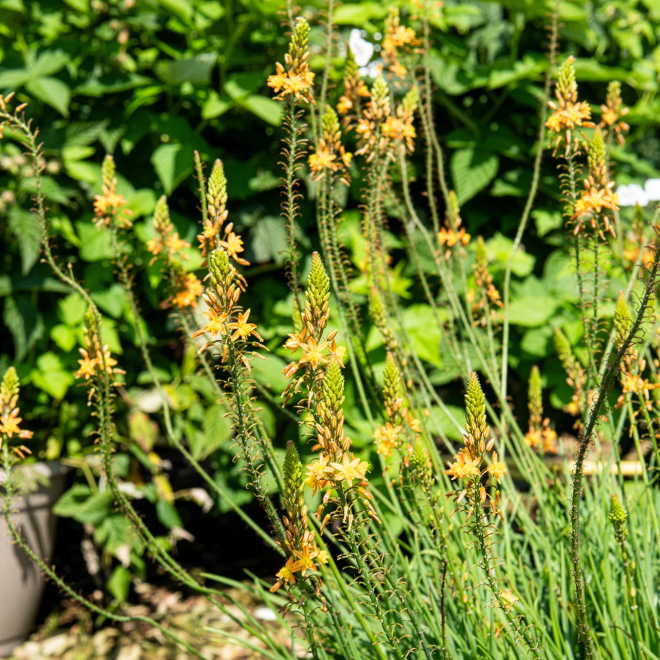 Bulbine Médicus ® - Image 2