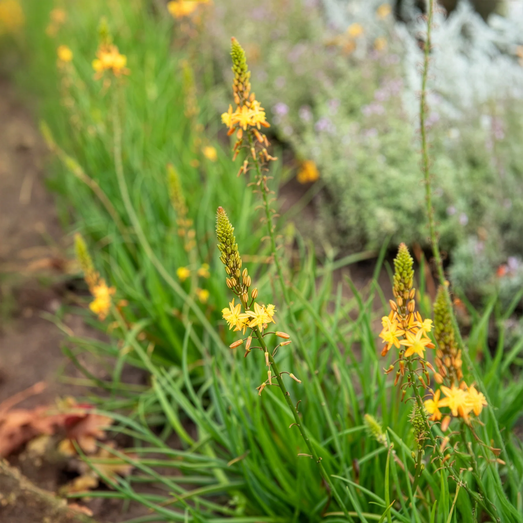Bulbine Médicus ® - Image 3