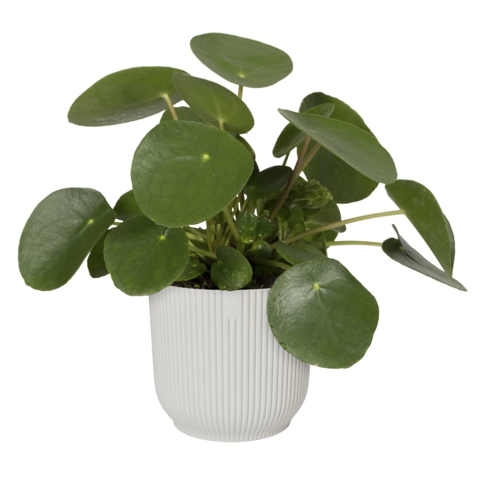 Cache-pot Vibes fold Blanc soie ELHO - Image 3