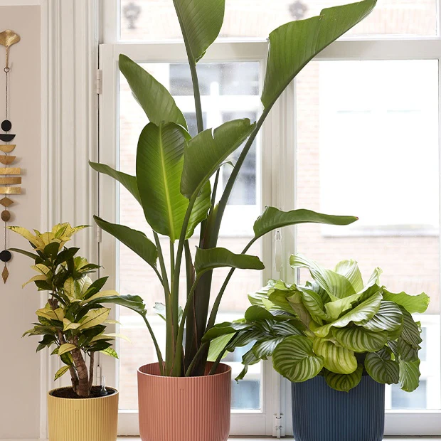 Cache-pot Vibes fold Bleu foncé ELHO - Image 4