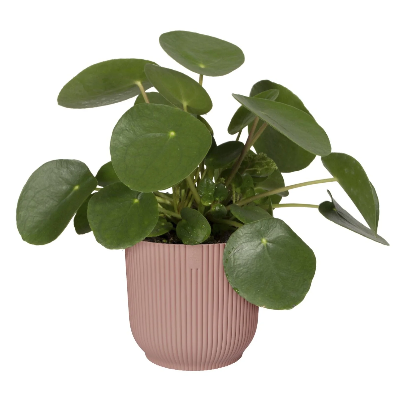 Cache-pot Vibes fold Rose poudré ELHO - Image 4