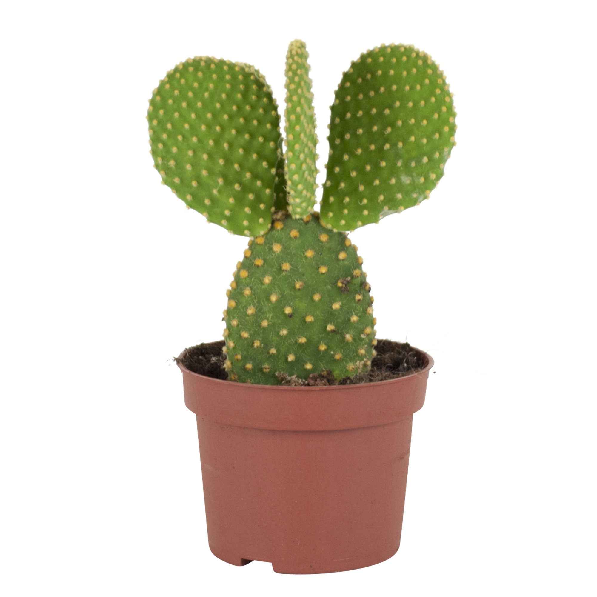 Cactus Opuntia Microdasys - Image 2