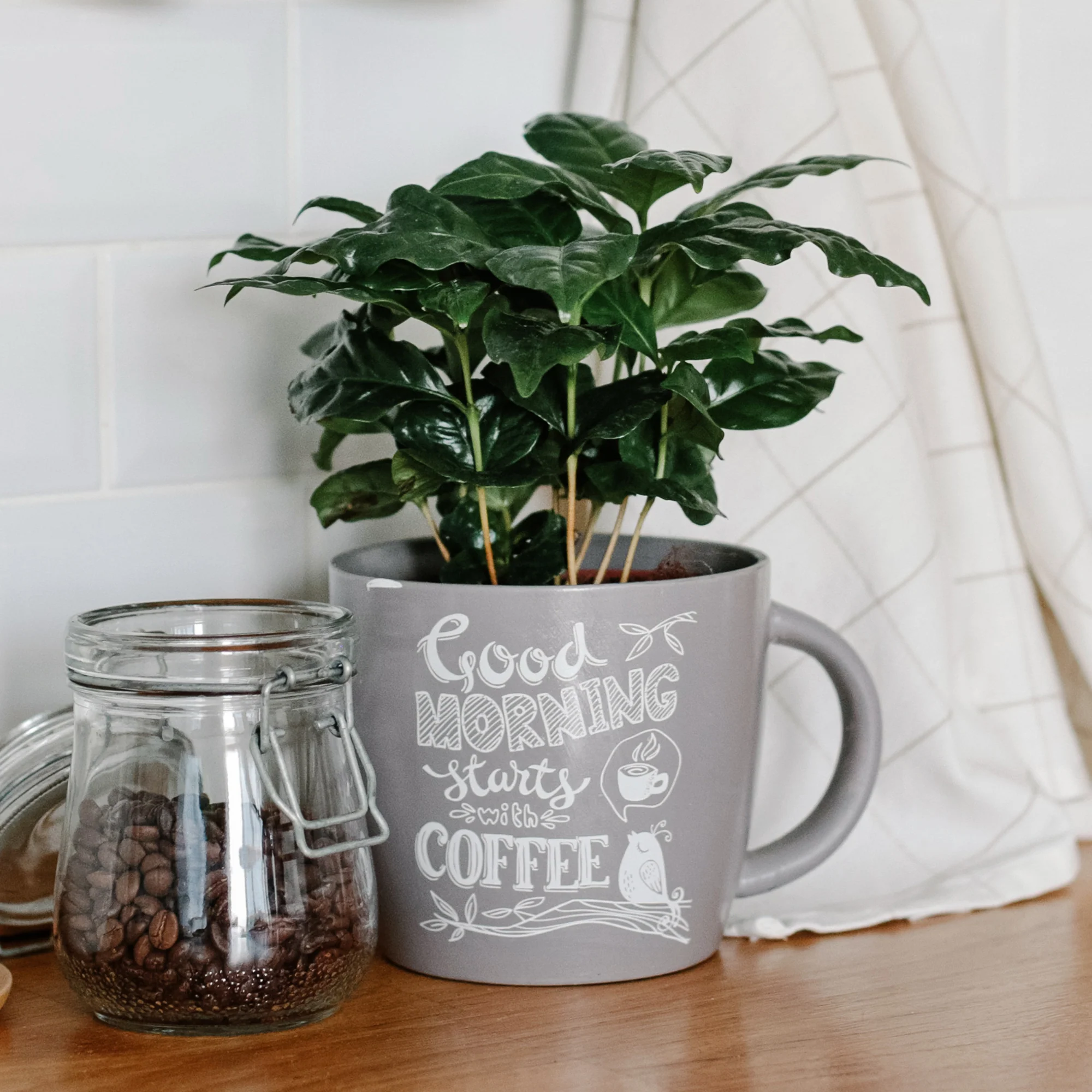 Caféier - Image 4