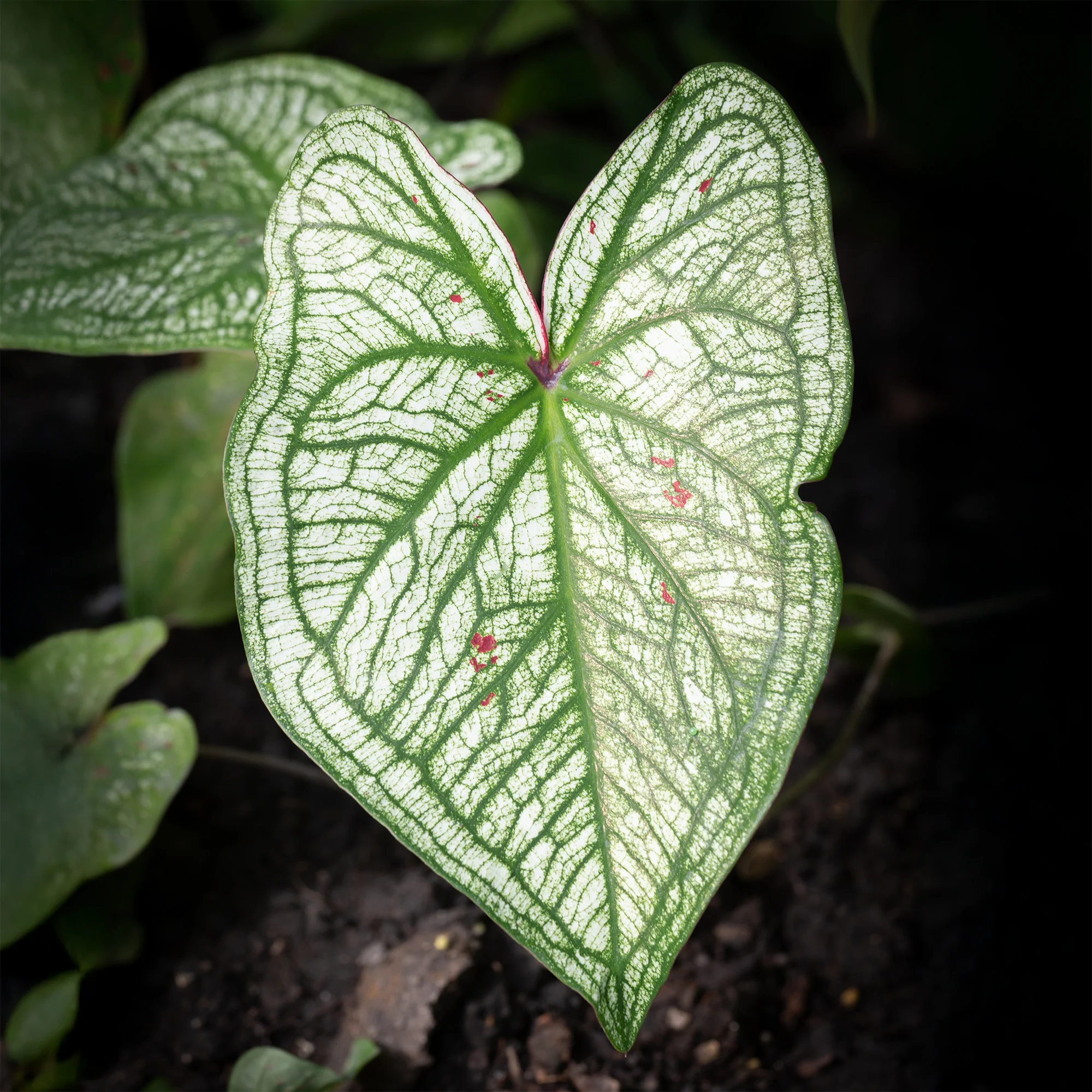 Caladium White Christmas - Image 3