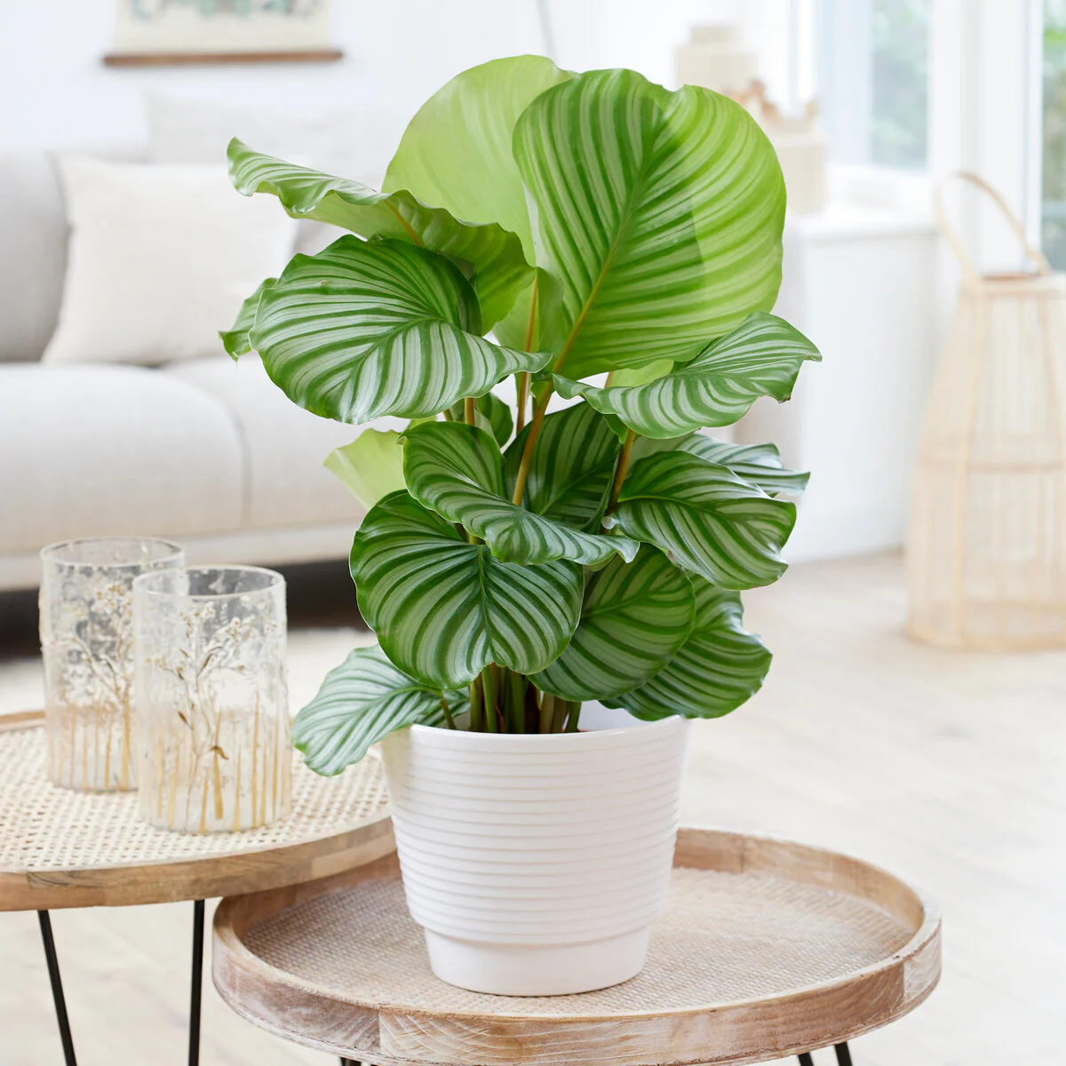 Calathea orbifolia - Image 5