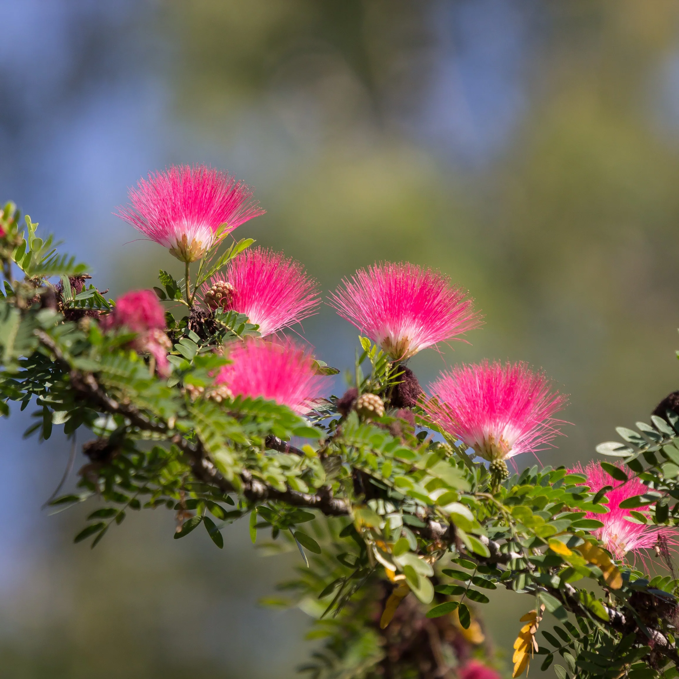 Calliandra surinamensis Pink Powder Puff sur tige - Image 2