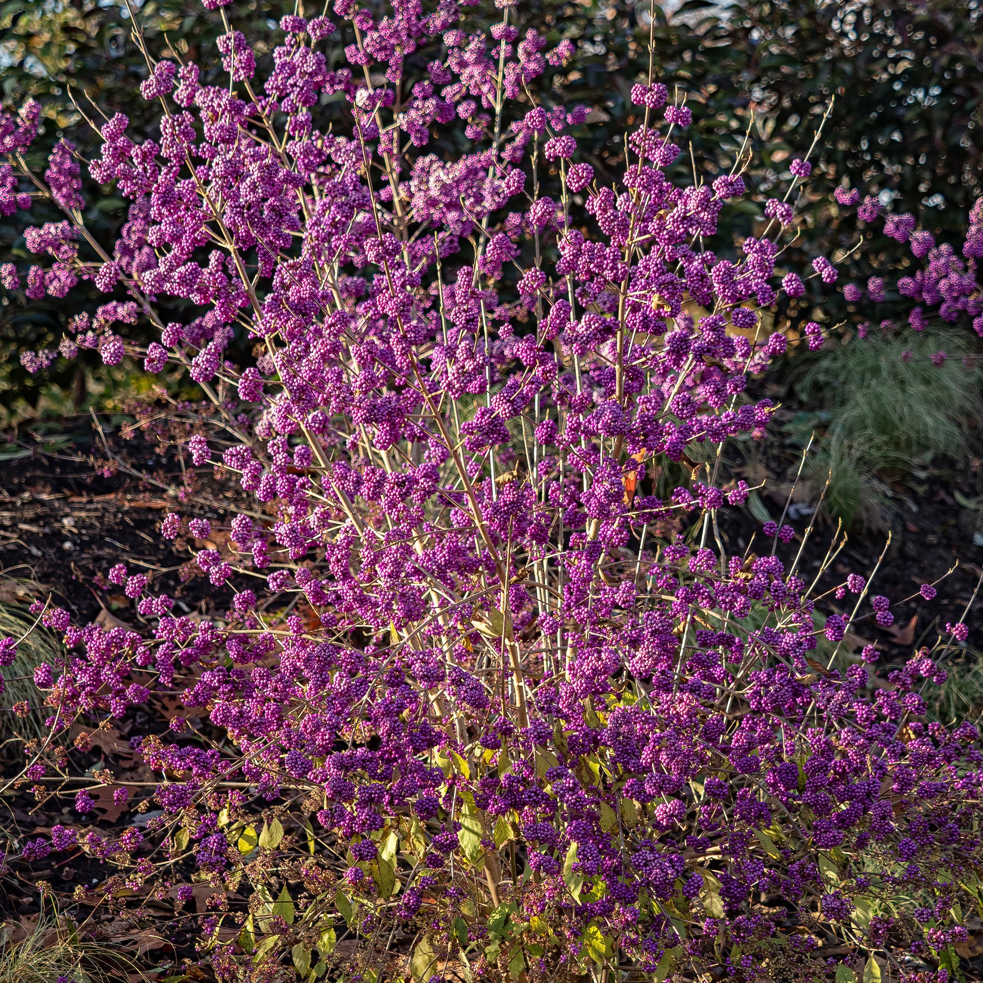 Callicarpa Profusion