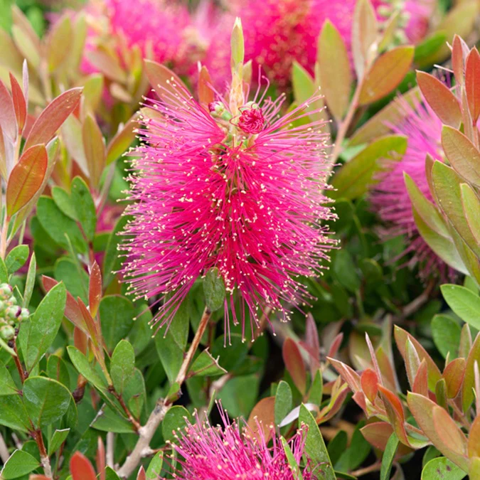 Callistemon Hot Pink - Rince-bouteille rose - Image 3