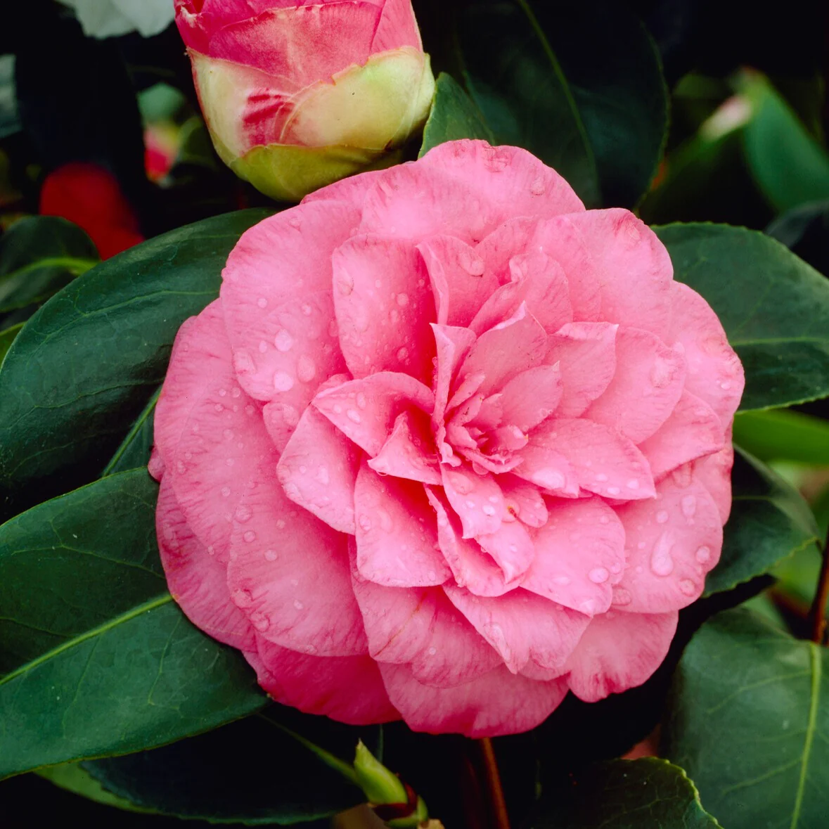 Camélia du Japon à fleurs doubles rose - Image 3