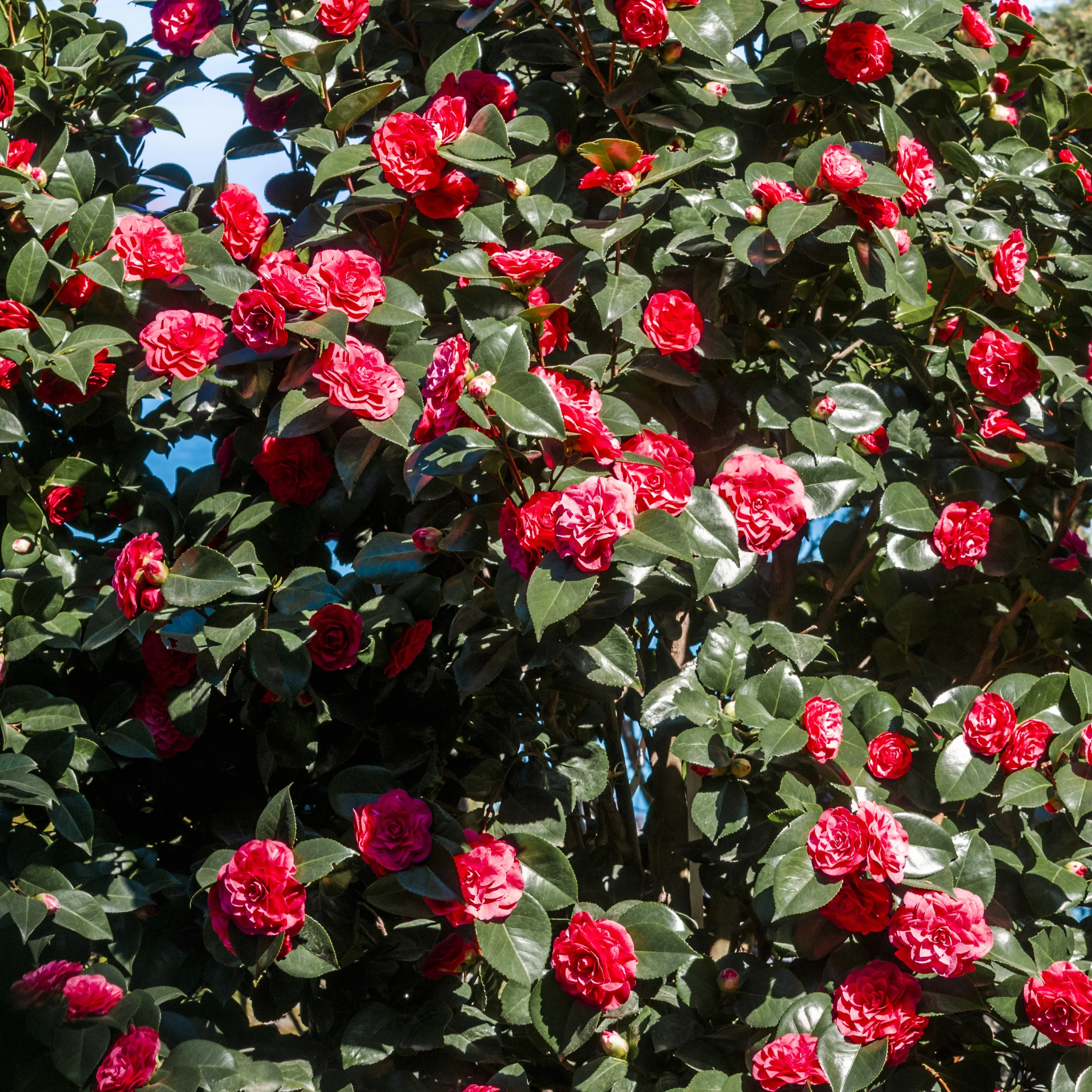 Camélia du Japon à fleurs doubles rouge - Image 2