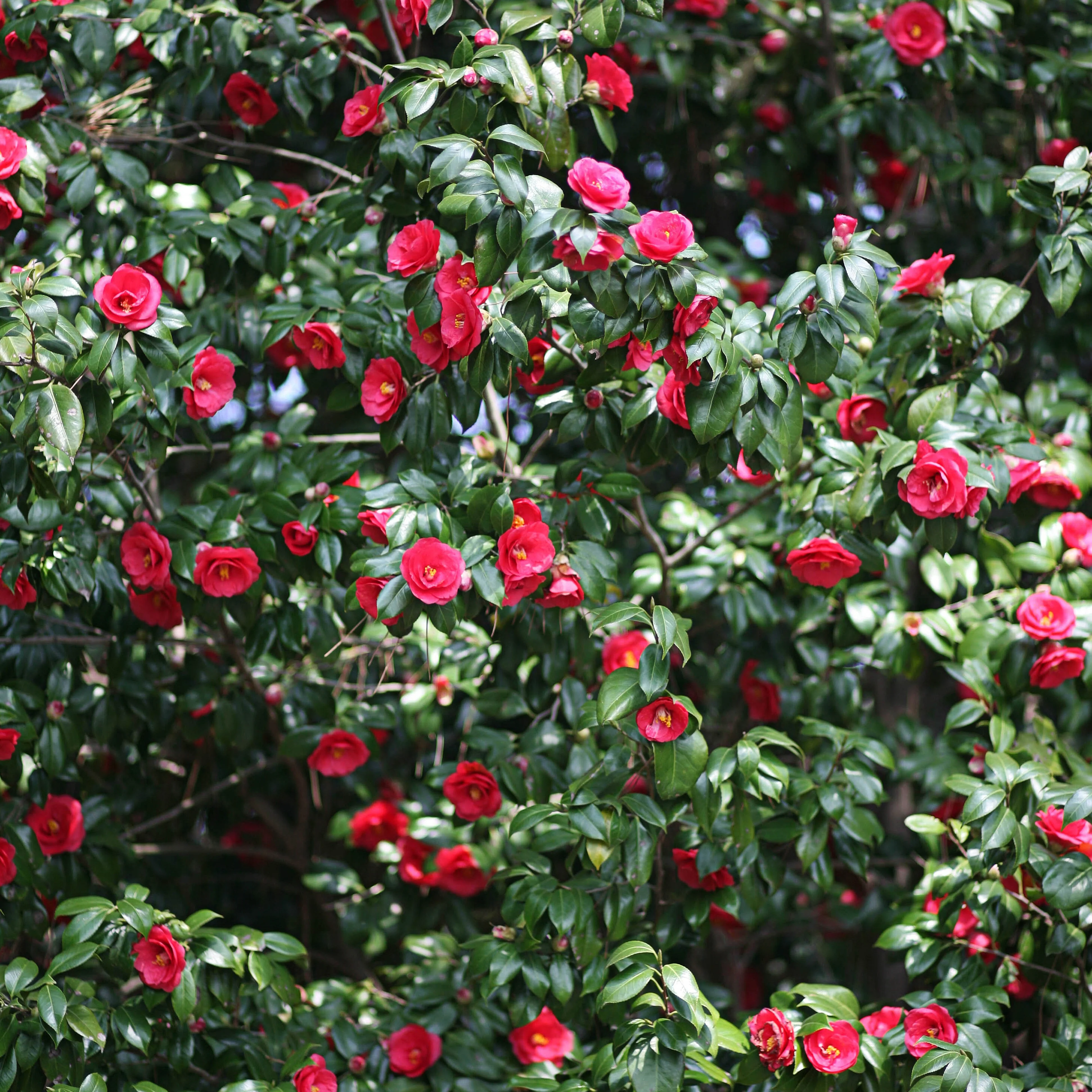 Camélia du Japon à fleurs doubles rouge - Image 4