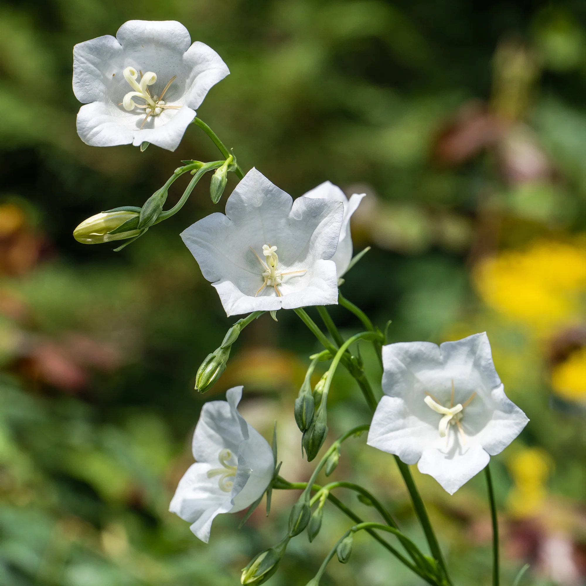 Campanule à feuilles de pêcher Alba - Image 2