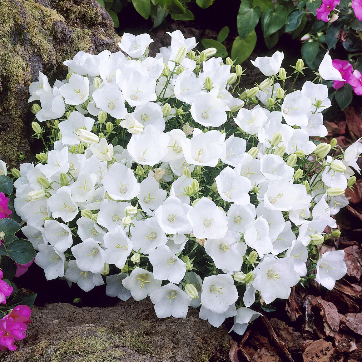 Campanule des Carpates Weisse Clips - Image 3