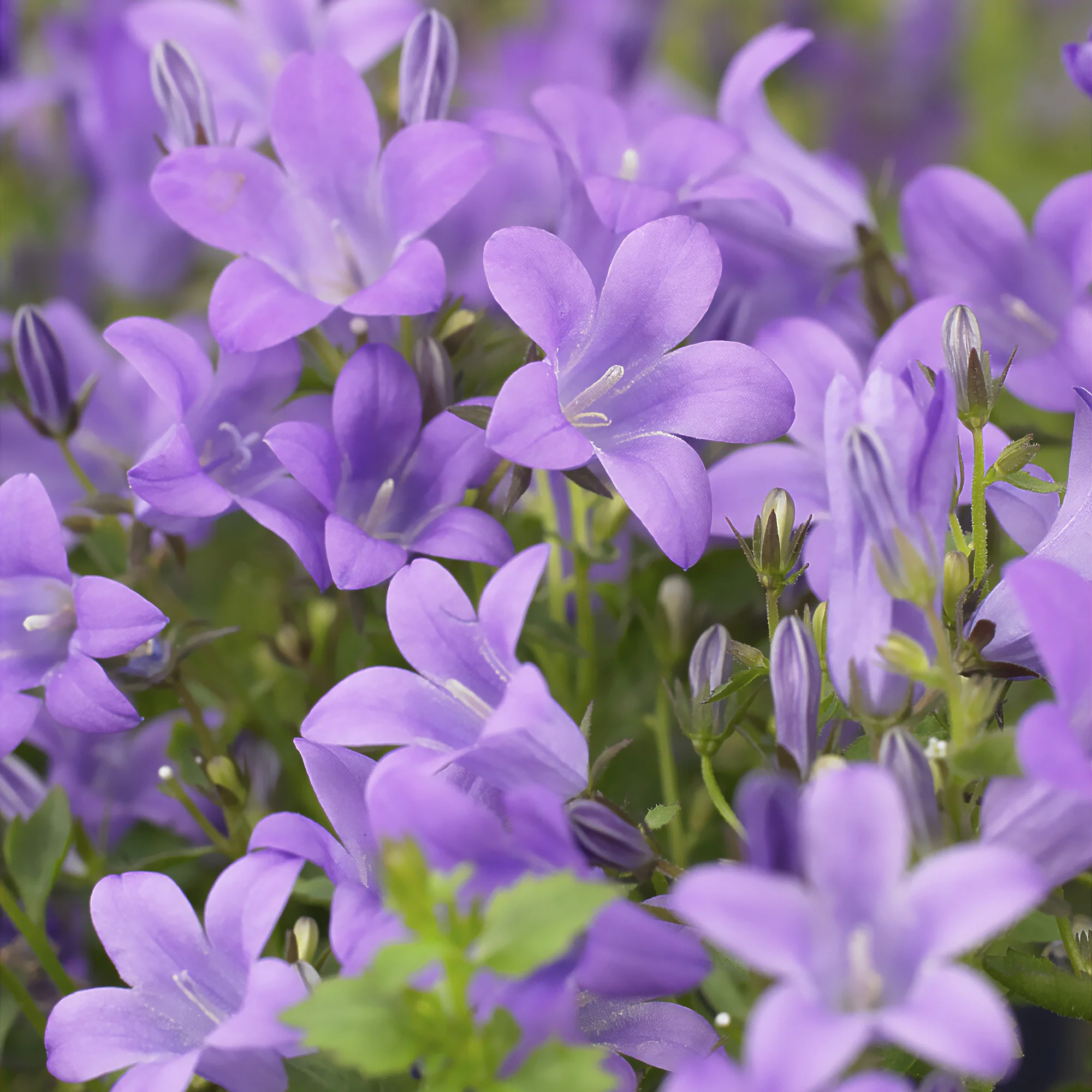 Campanule des murailles - Image 3