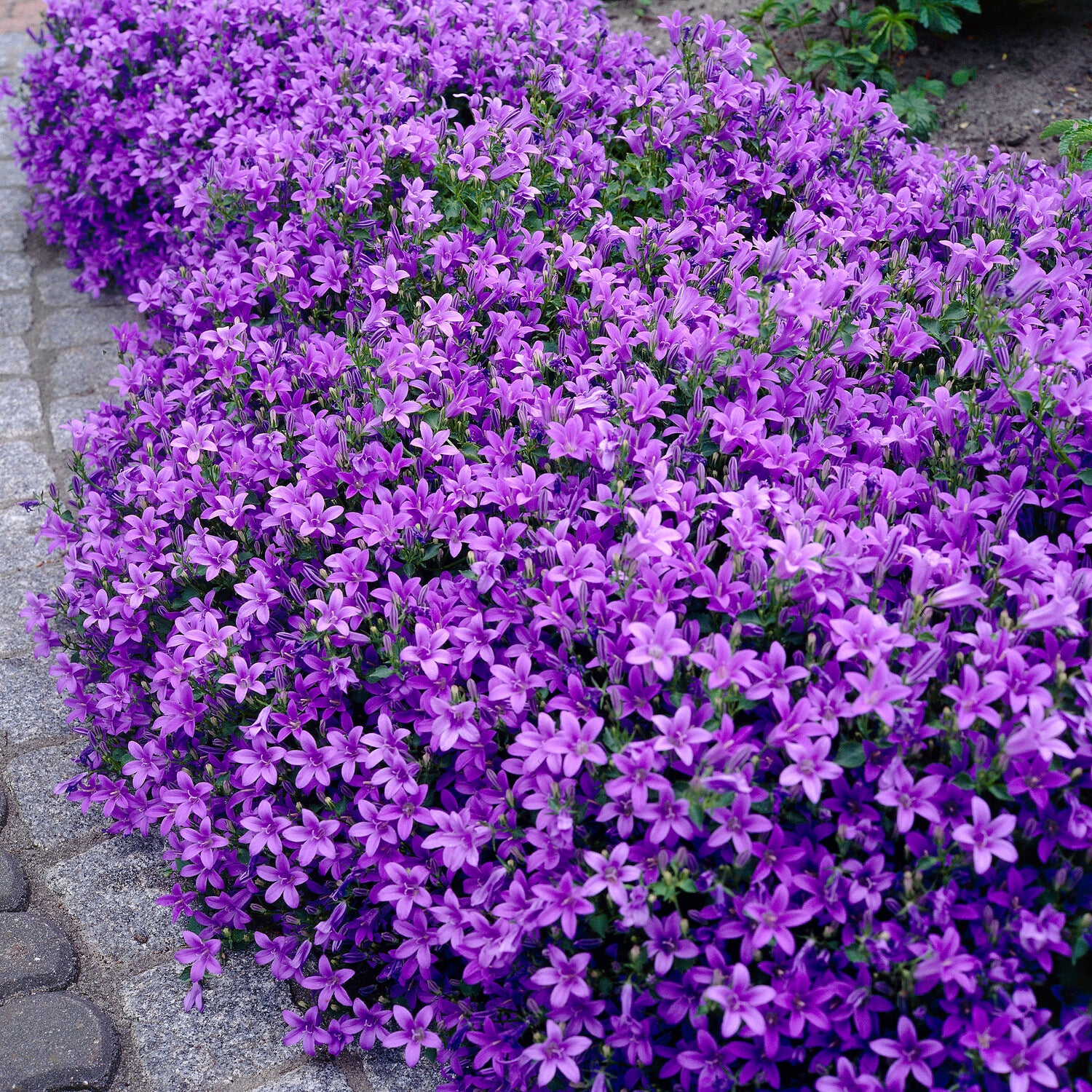 Campanule des murailles - Image 4