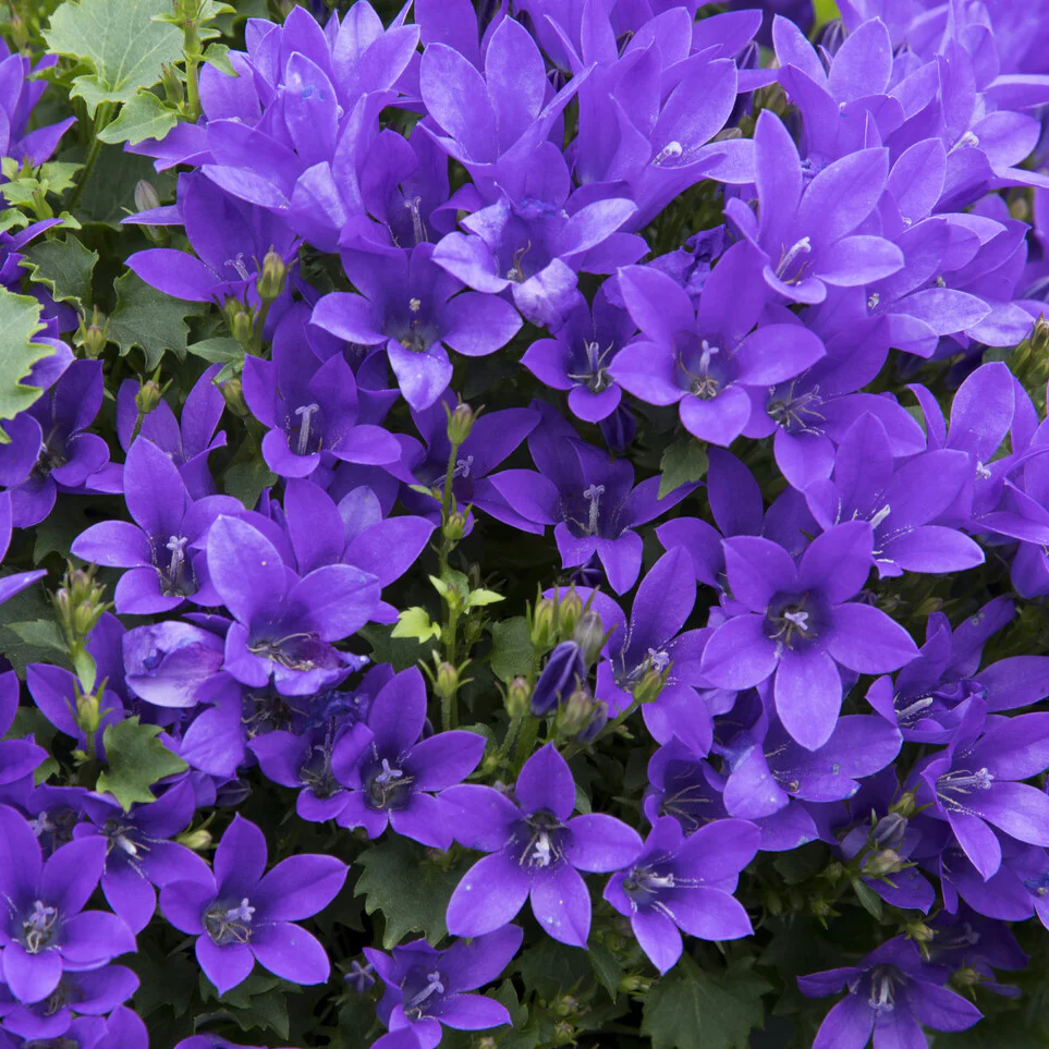 Campanule des murailles - Image 6