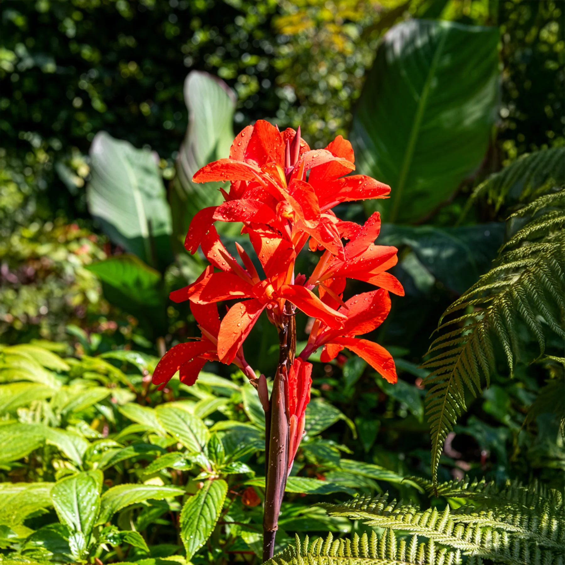 Canna Tropicanna