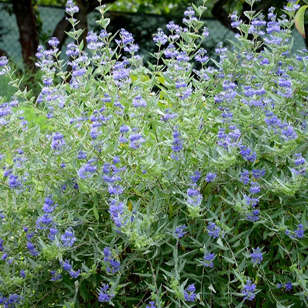 Caryopteris Heavenly Blue - Image 3