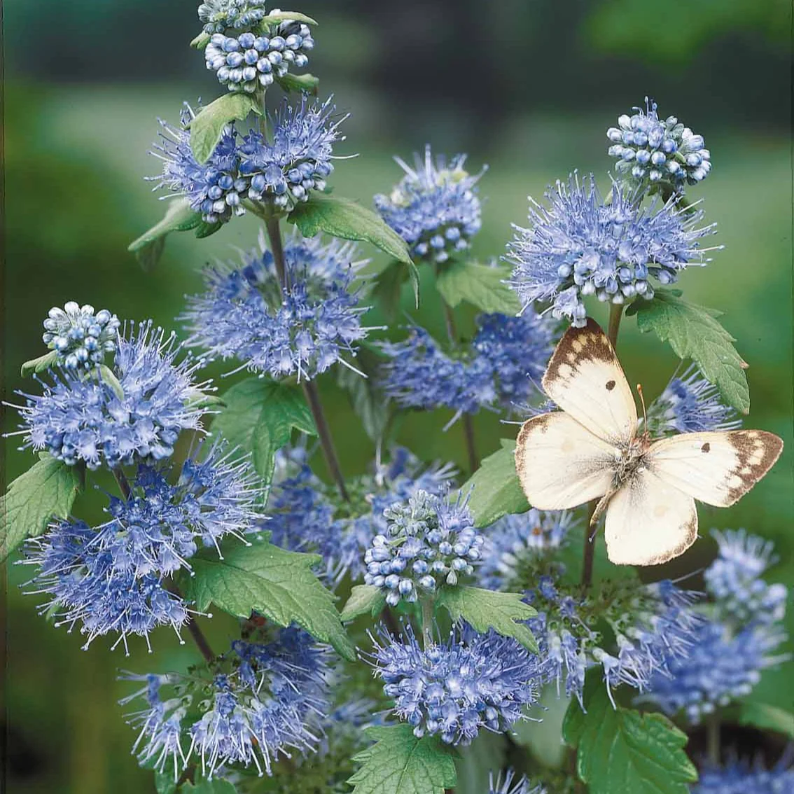 Caryopteris Heavenly Blue - Image 7