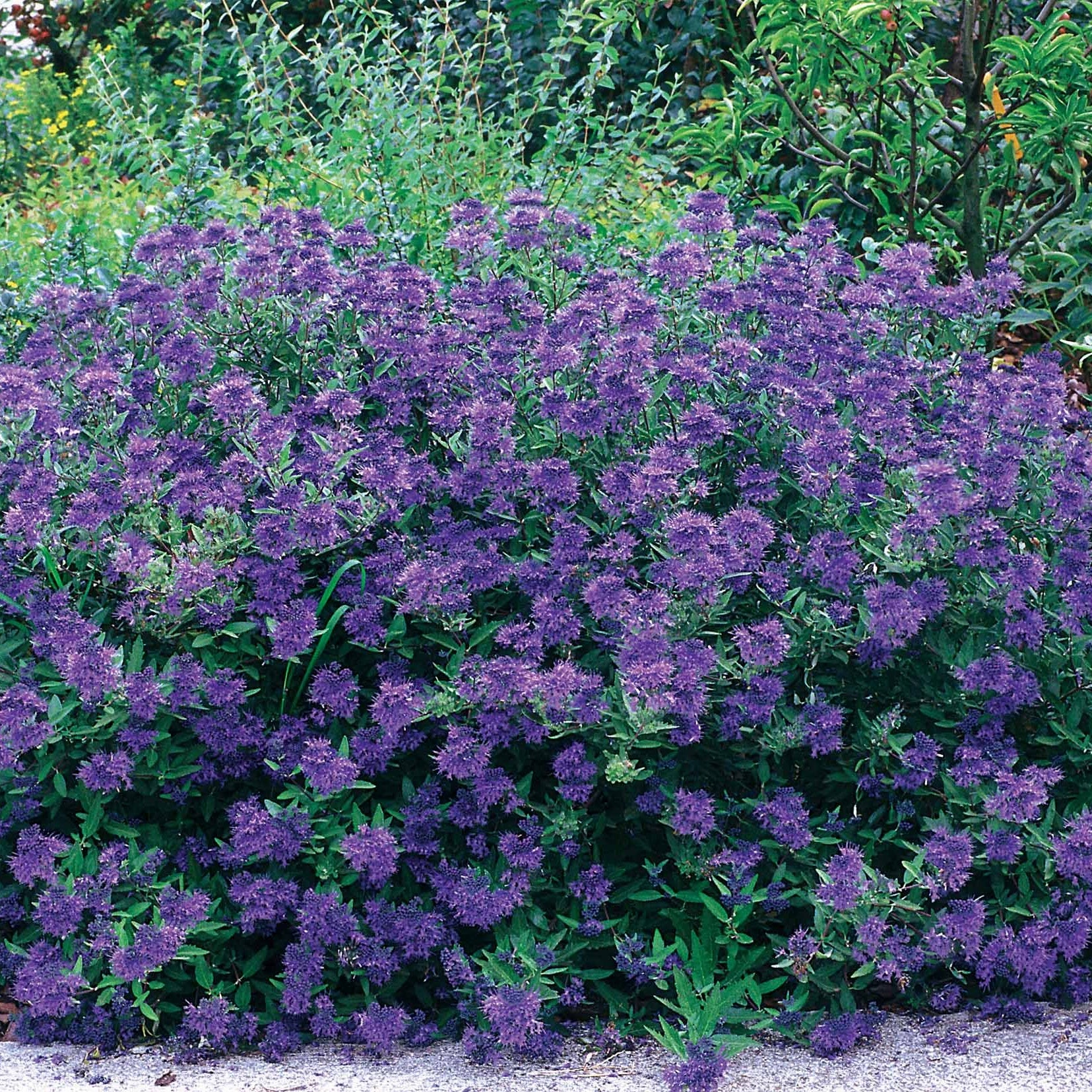 Caryopteris Oiseau bleu - Image 2