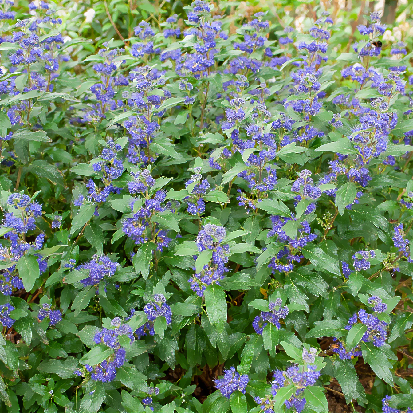 Caryopteris Grand Bleu® Inoveris - Image 2