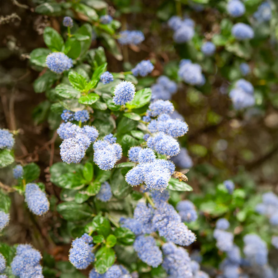 Céanothe Yankee point - Lilas de californie - Image 4