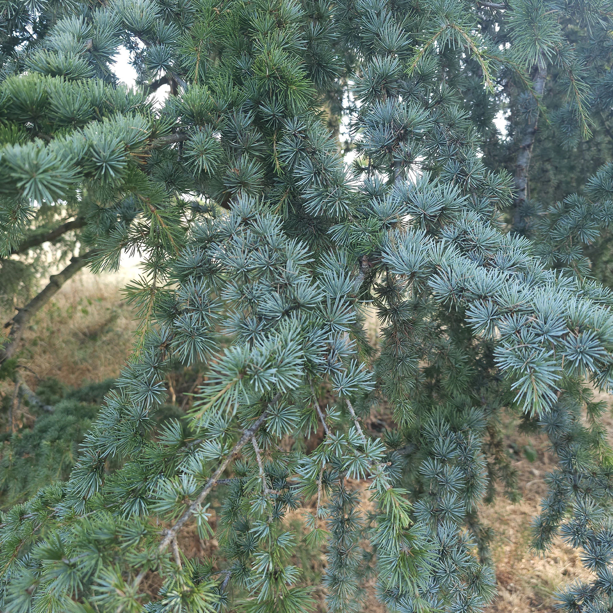 Cèdre bleu de l'Atlas - Image 4