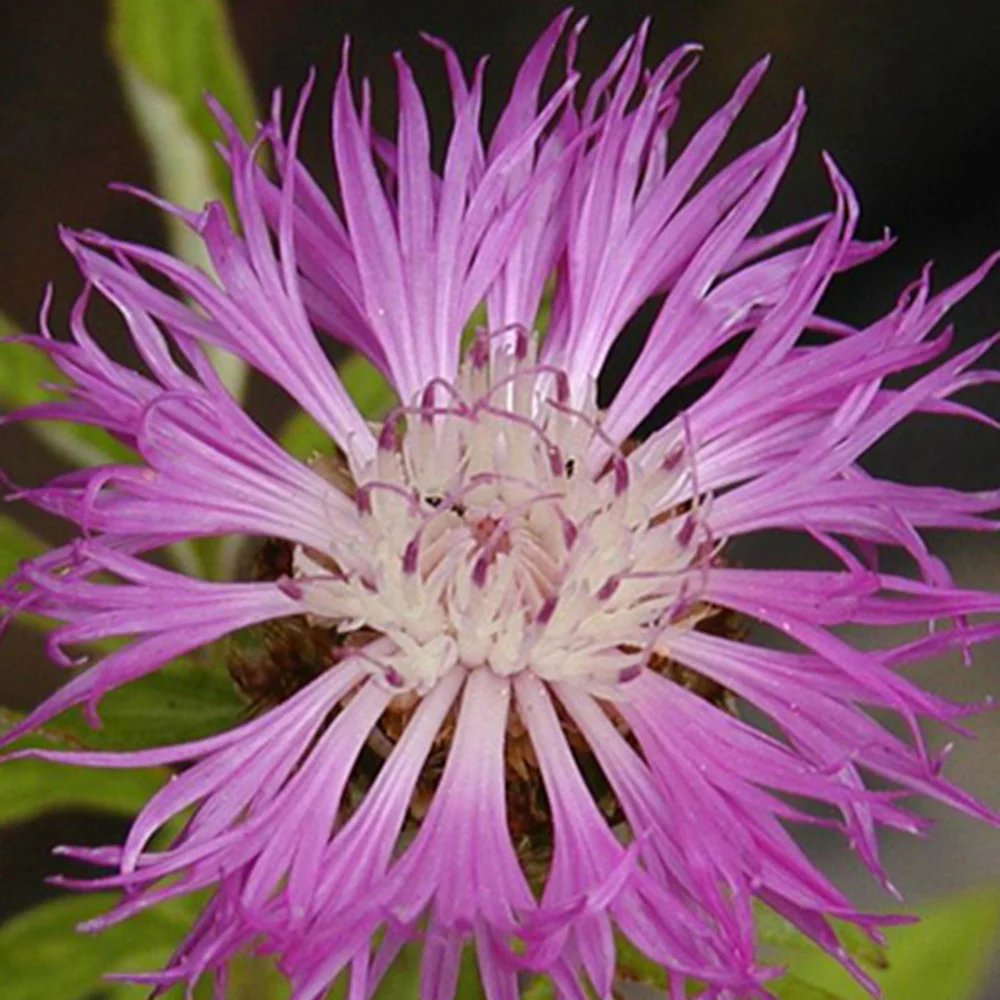 Centaurée de Perse - Image 2