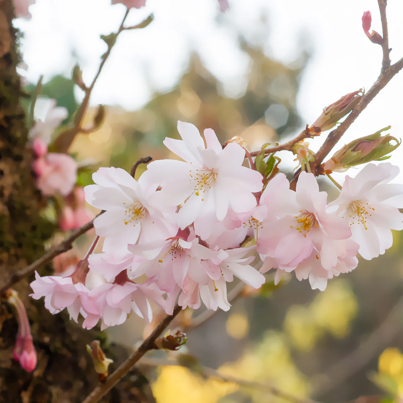 Cerisier à fleurs du Japon Autumnalis Rosea - Image 2
